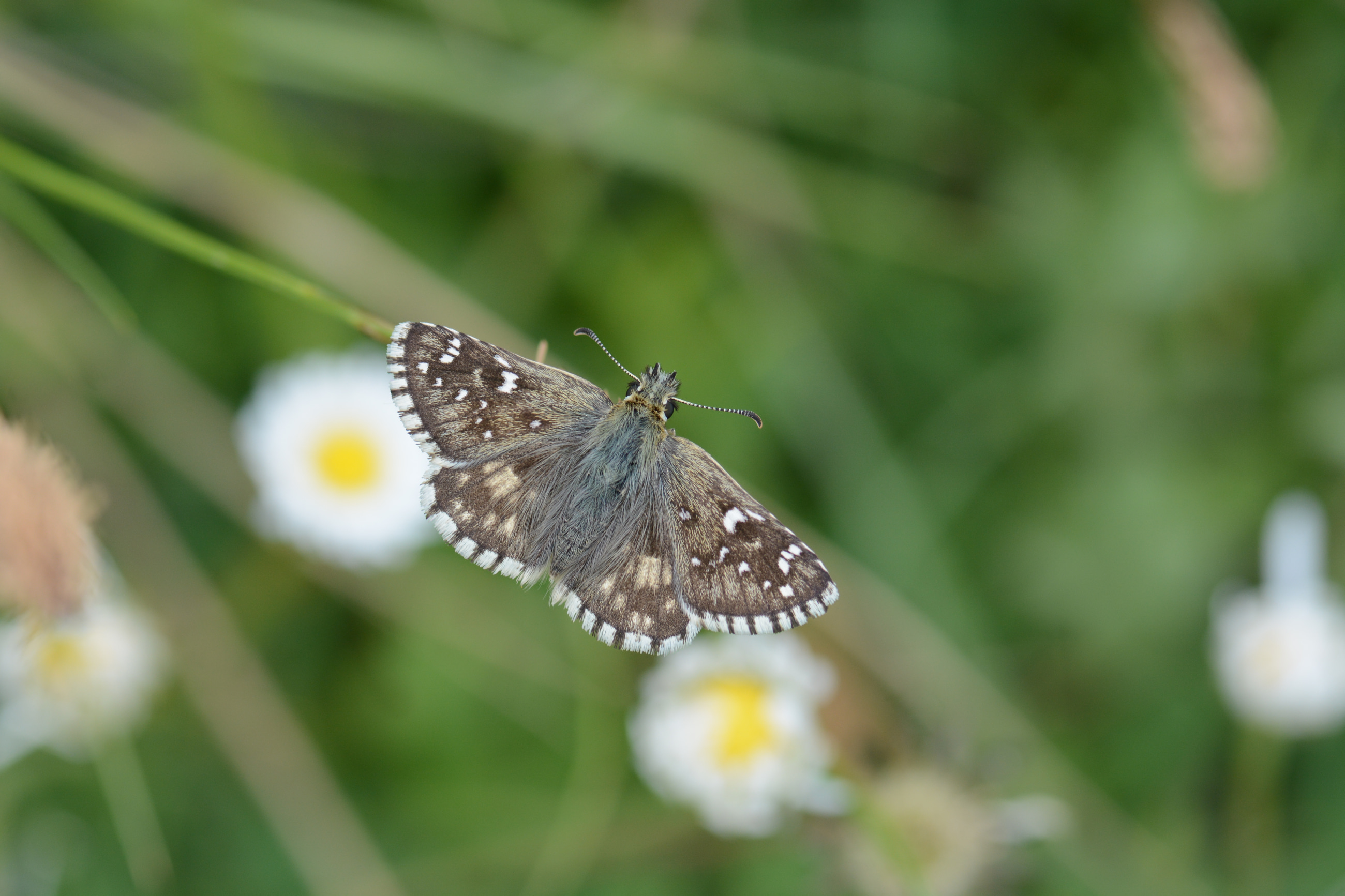 Pyrgus serratulae (Zeytuni Zıpzıp) butterfly photo