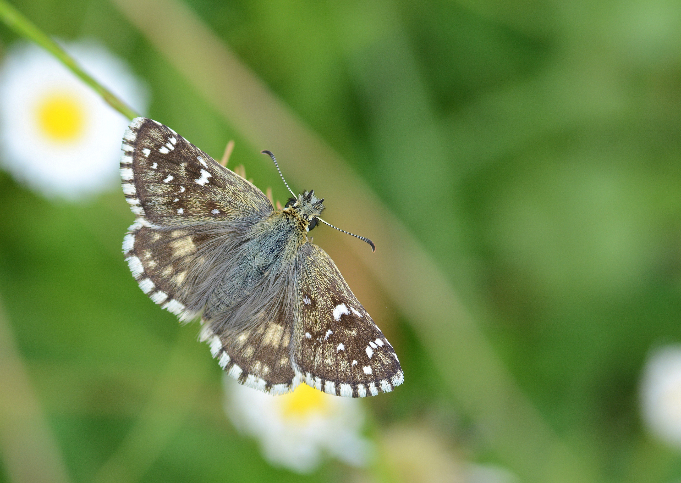 Pyrgus serratulae (Zeytuni Zıpzıp) butterfly photo