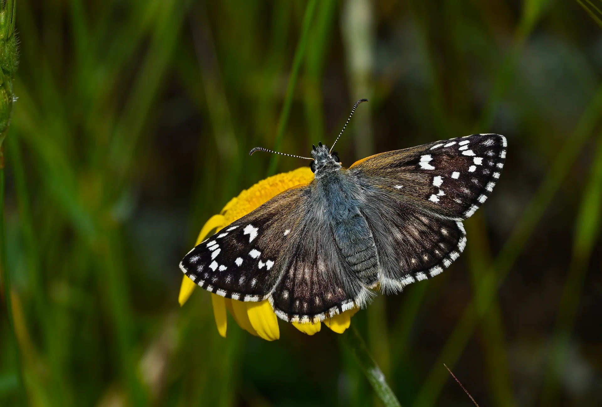 Pyrgus sidae (Sarıbandlı Zıpzıp) butterfly photo