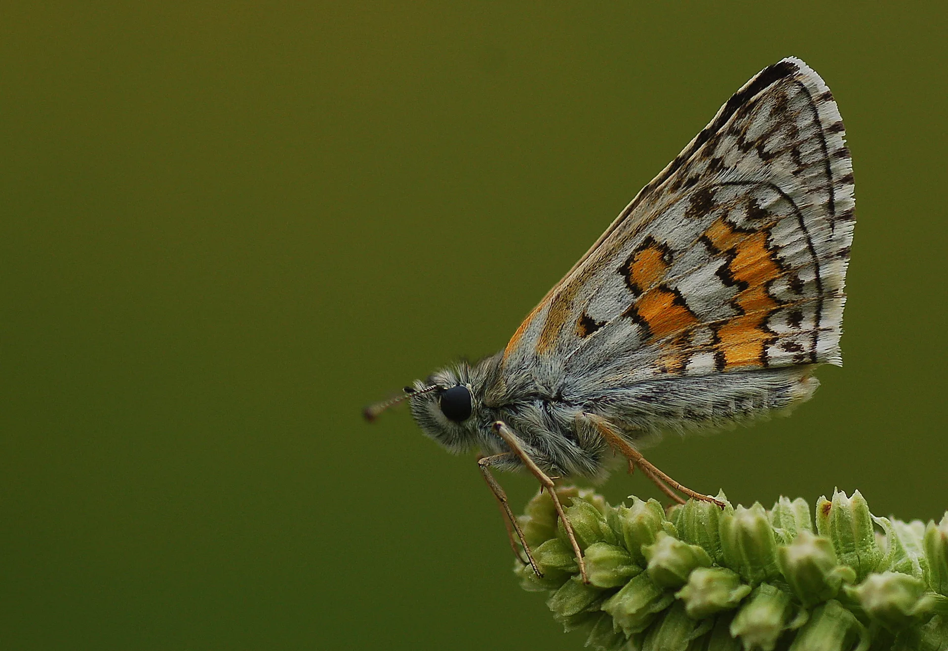Pyrgus sidae (SarÄ±bandlÄ± ZÄ±pzÄ±p) butterfly photo