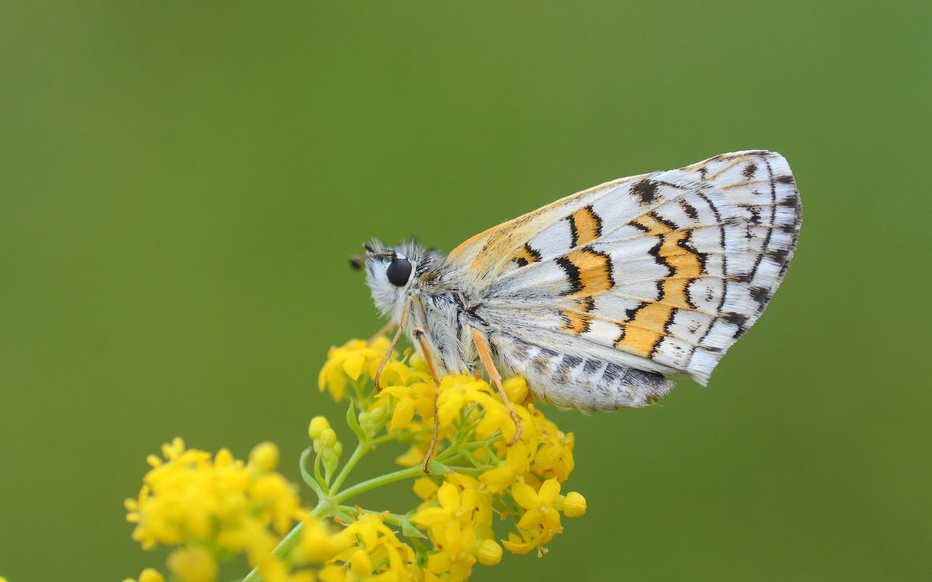 Pyrgus sidae (SarÄ±bandlÄ± ZÄ±pzÄ±p) butterfly photo