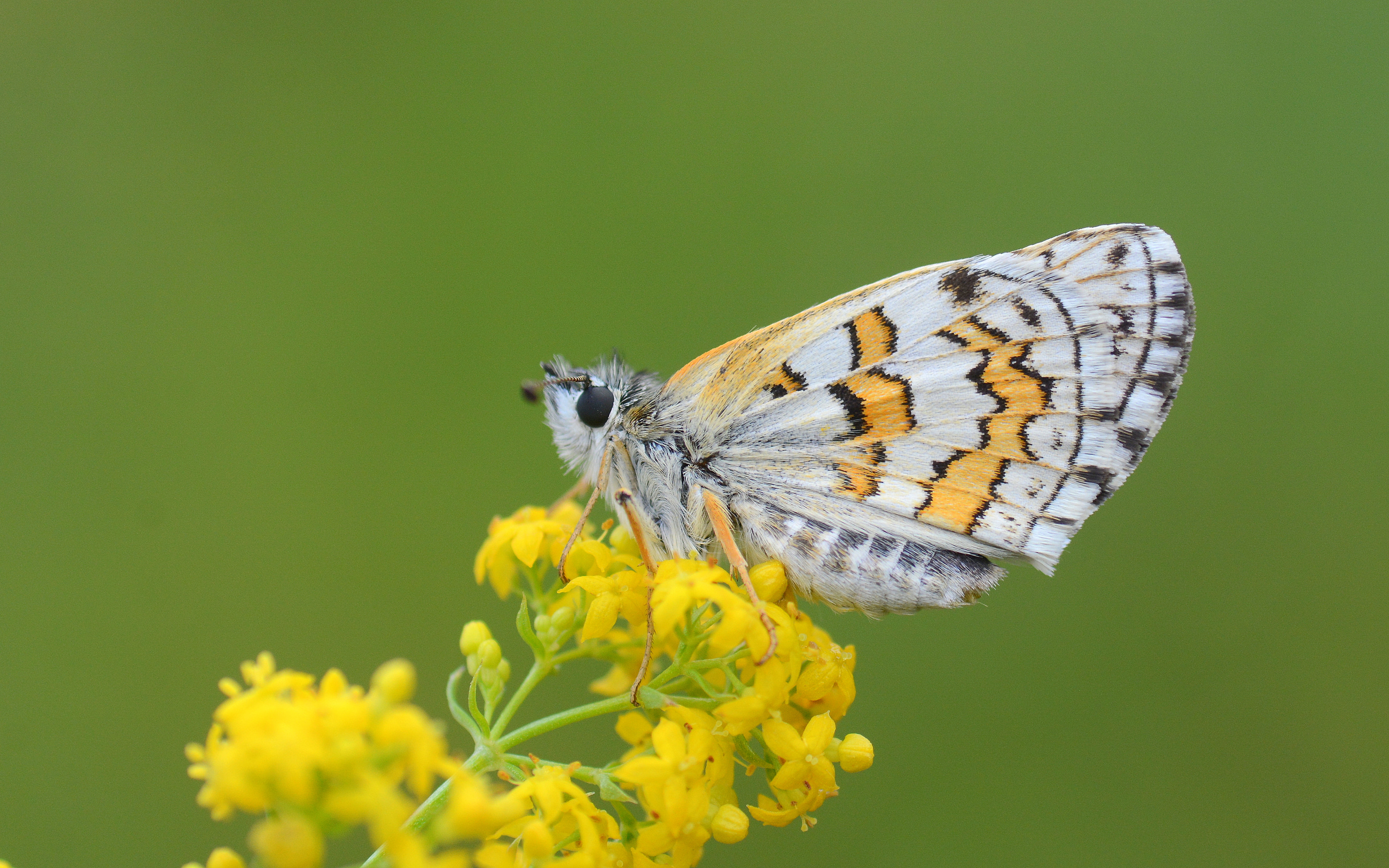 Pyrgus sidae (Sarıbandlı Zıpzıp) butterfly photo