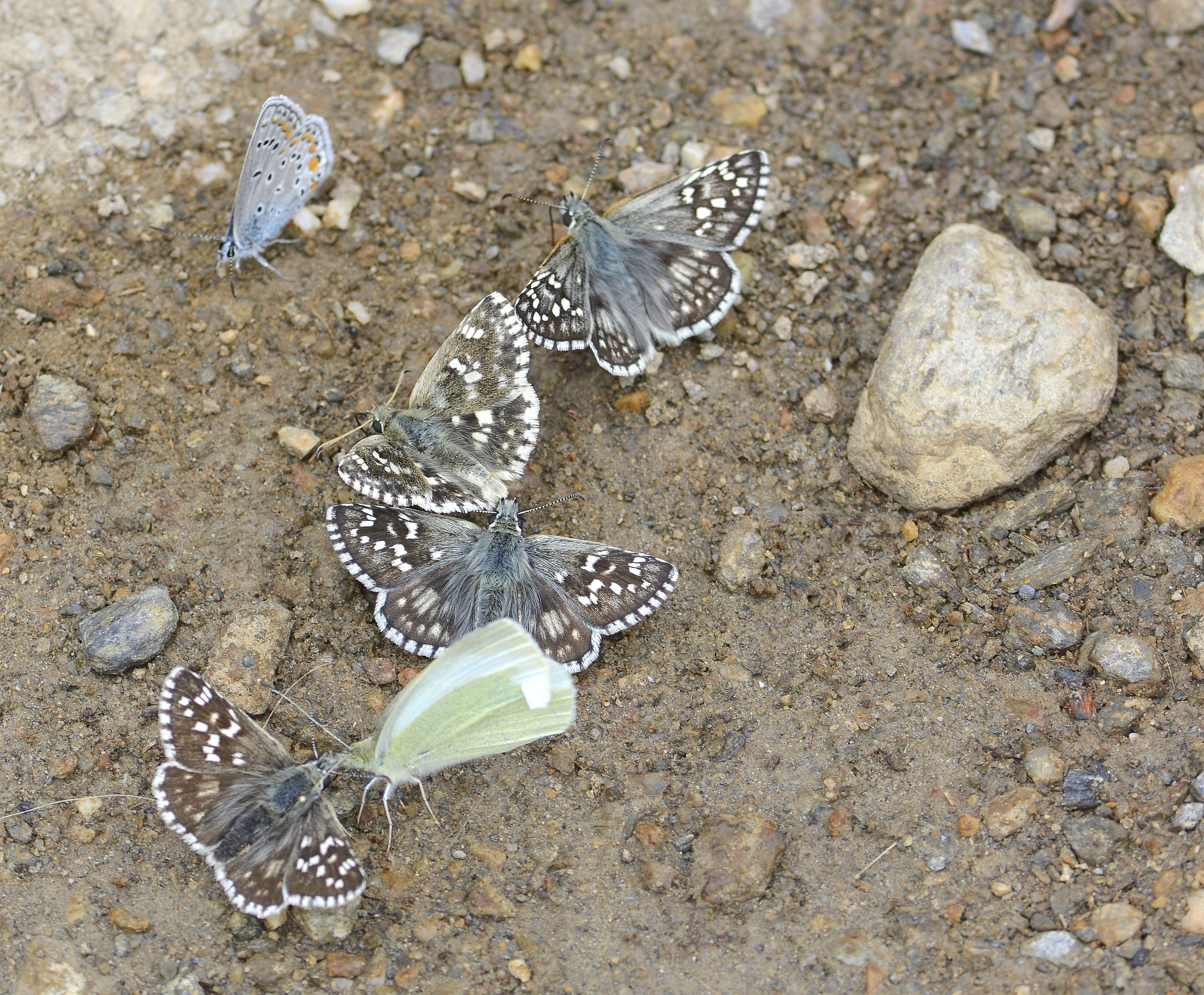 Pyrgus sidae (Sarıbandlı Zıpzıp) butterfly photo