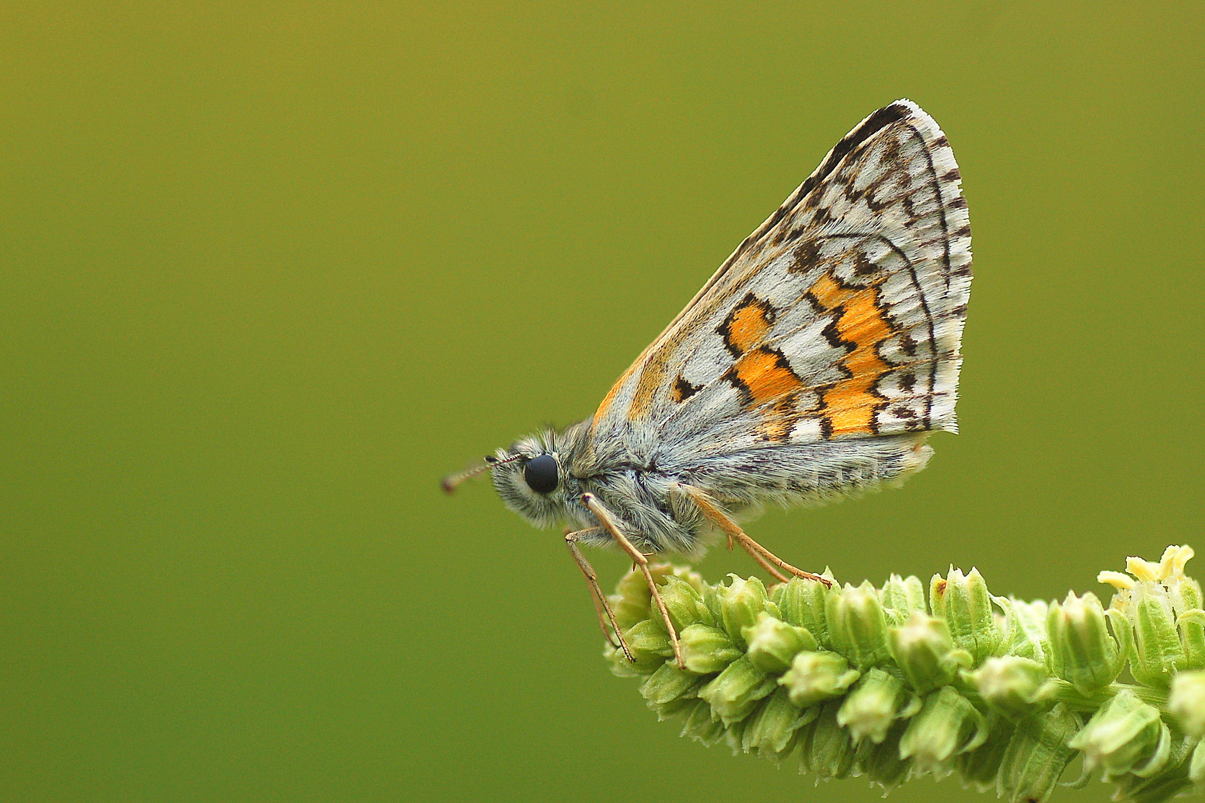 Pyrgus sidae (Sarıbandlı Zıpzıp) butterfly photo