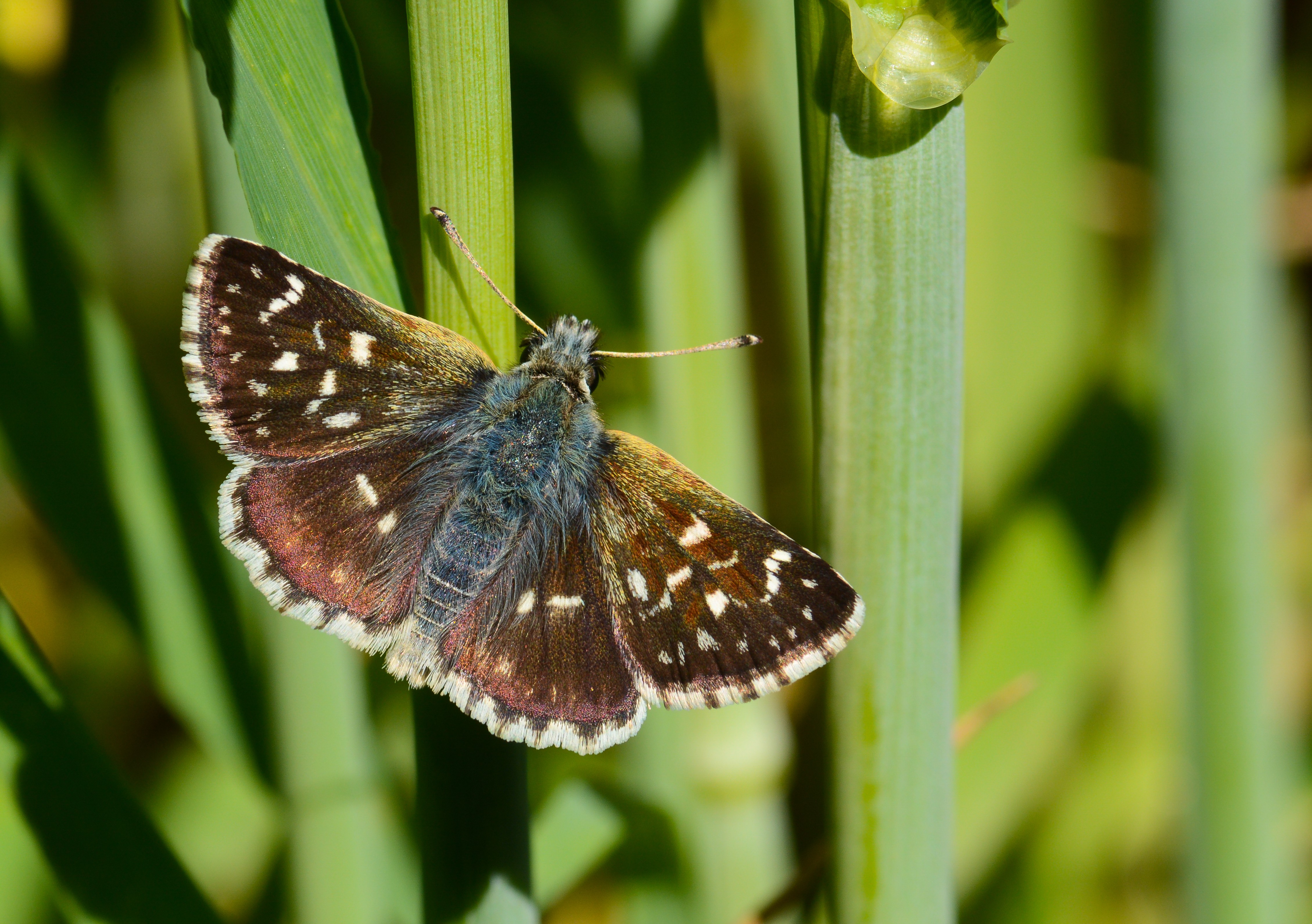 Spialia orbifer (Kızıl Zıpzıp) butterfly photo