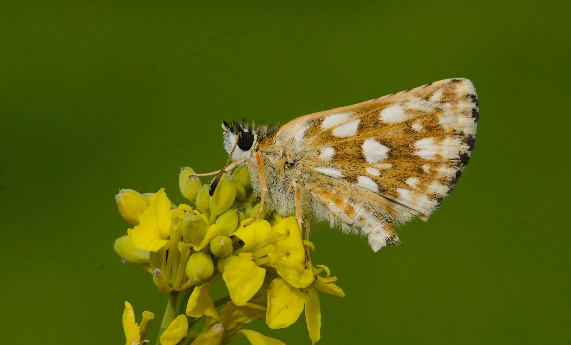 Spialia orbifer (KÄ±zÄ±l ZÄ±pzÄ±p) butterfly photo