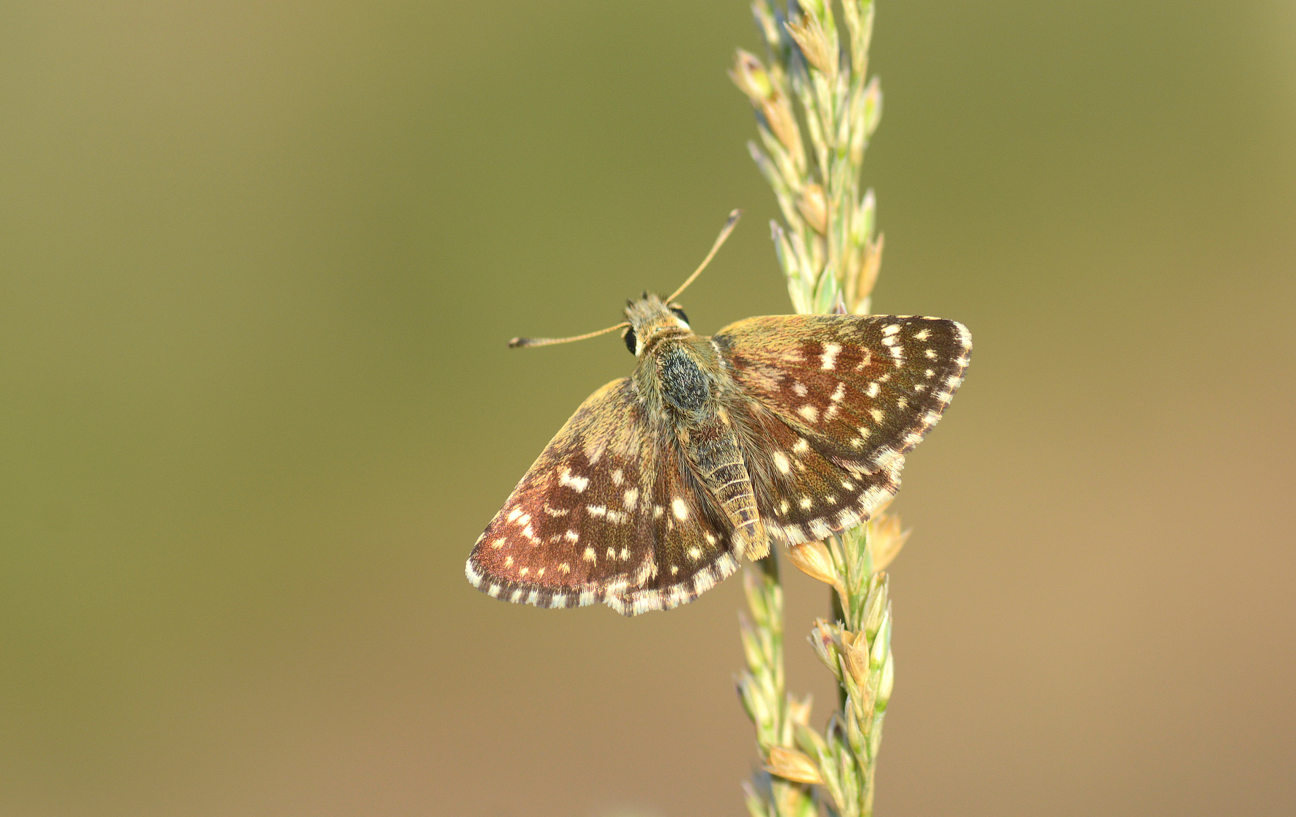 Spialia orbifer (Kızıl Zıpzıp) butterfly photo