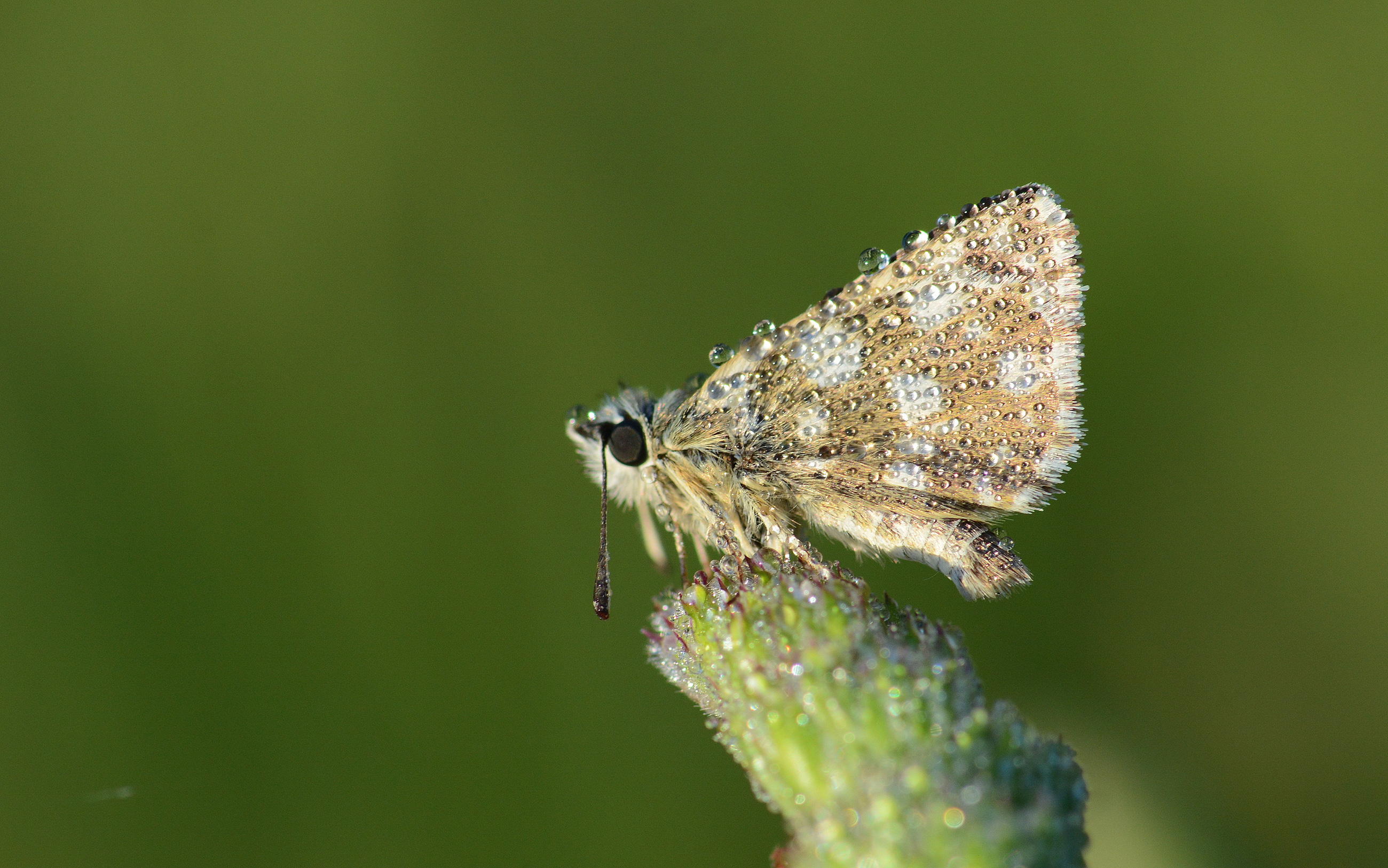 Spialia orbifer (Kızıl Zıpzıp) butterfly photo