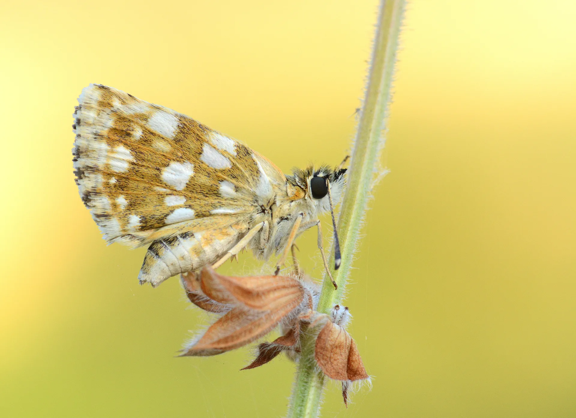 Spialia orbifer (KÄ±zÄ±l ZÄ±pzÄ±p) butterfly photo