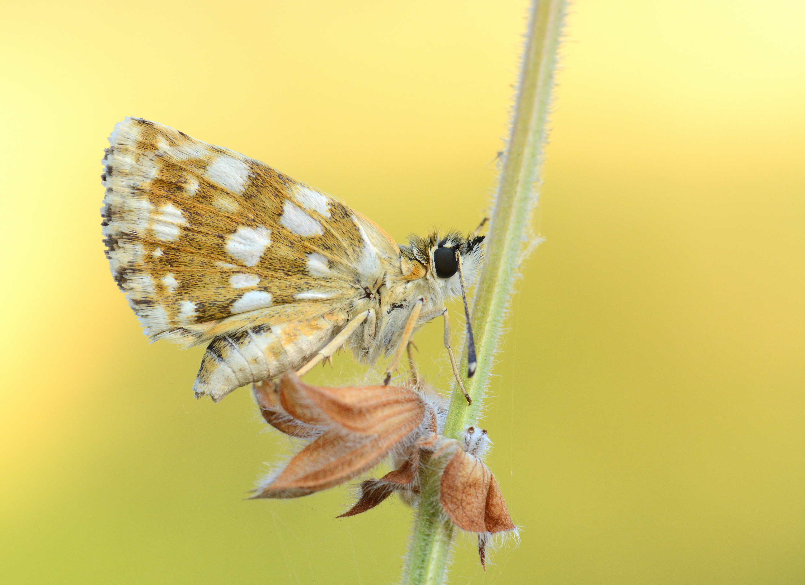 Spialia orbifer (Kızıl Zıpzıp) butterfly photo