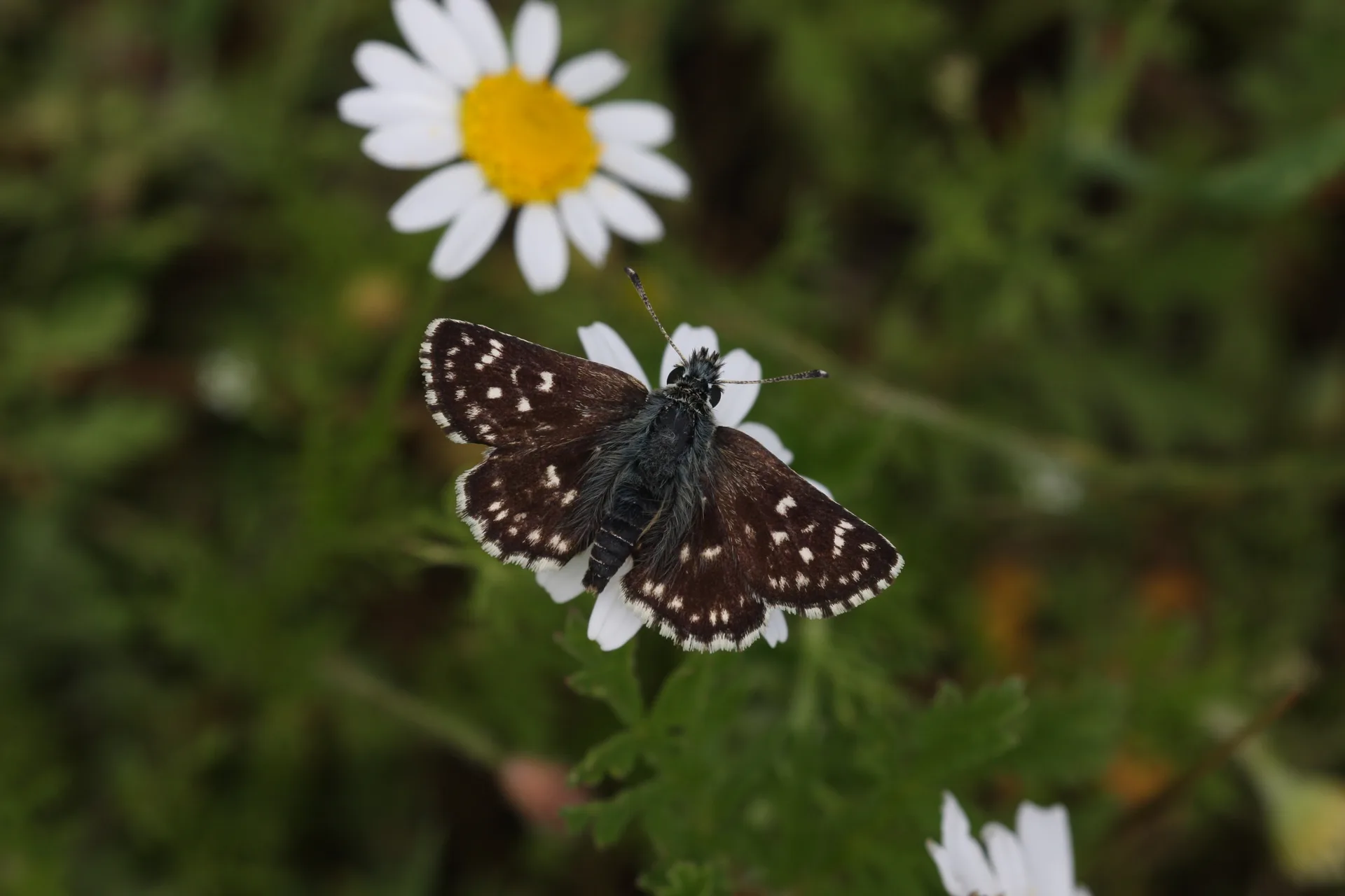 Spialia orbifer (KÄ±zÄ±l ZÄ±pzÄ±p) butterfly photo