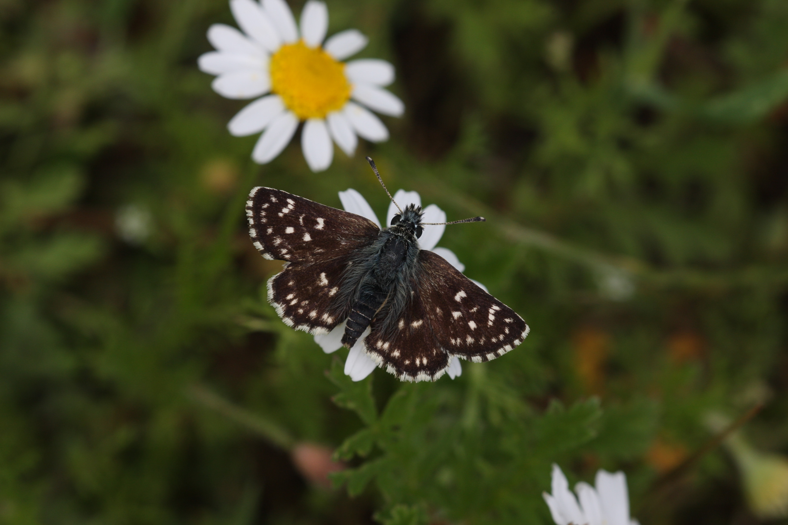 Spialia orbifer (Kızıl Zıpzıp) butterfly photo