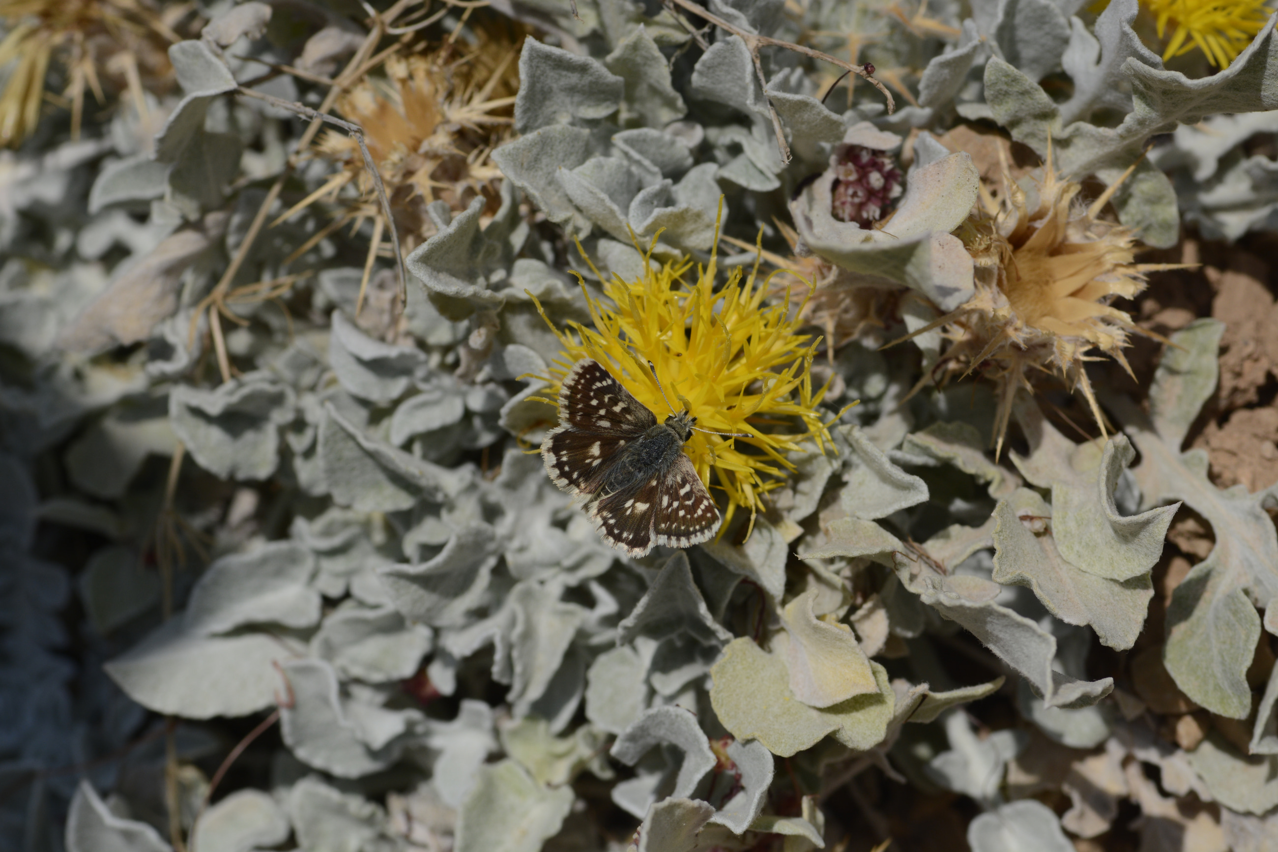 Spialia phlomidis (Acem Zıpzıpı) butterfly photo
