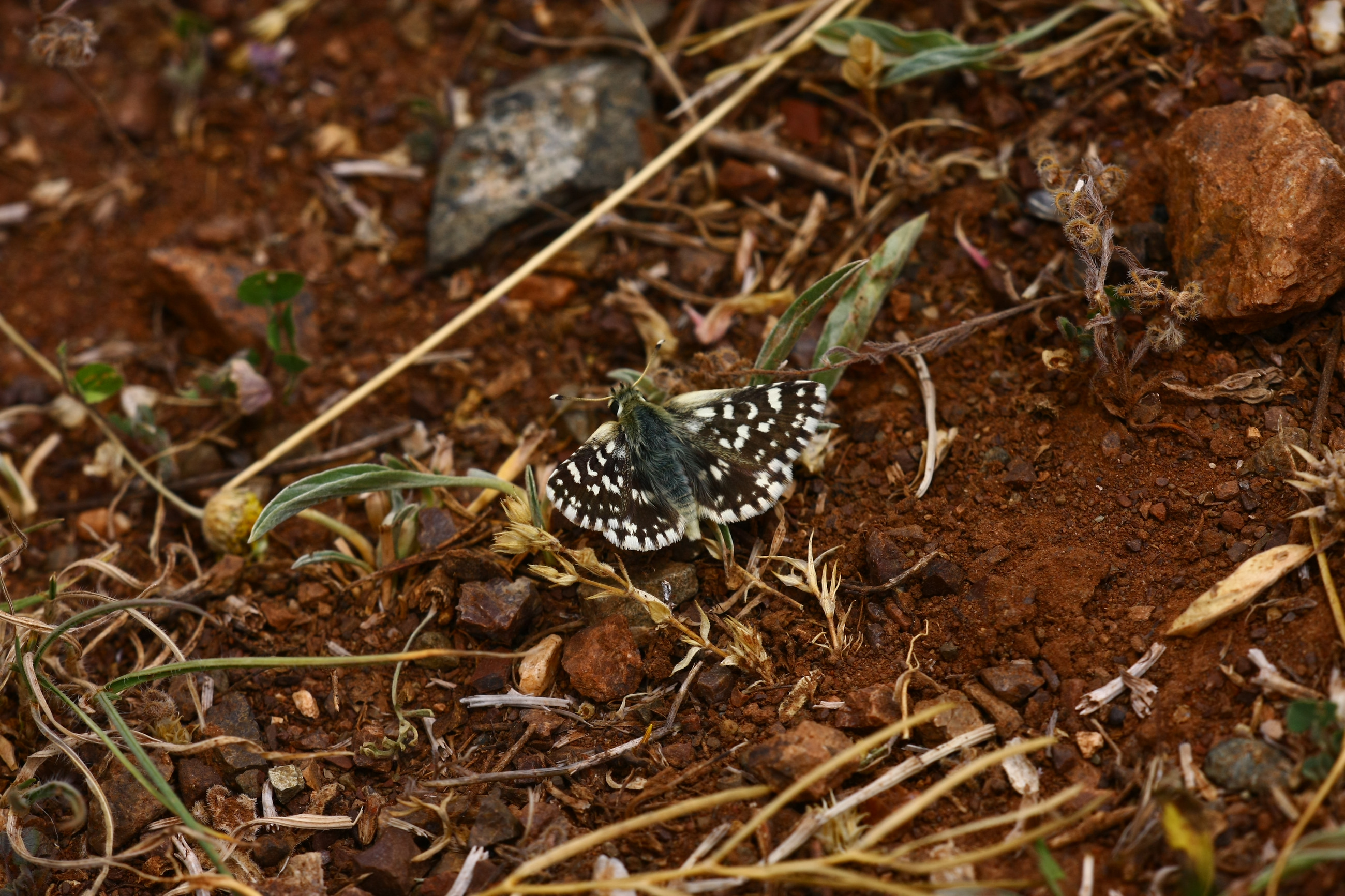 Spialia phlomidis (Acem Zıpzıpı) butterfly photo
