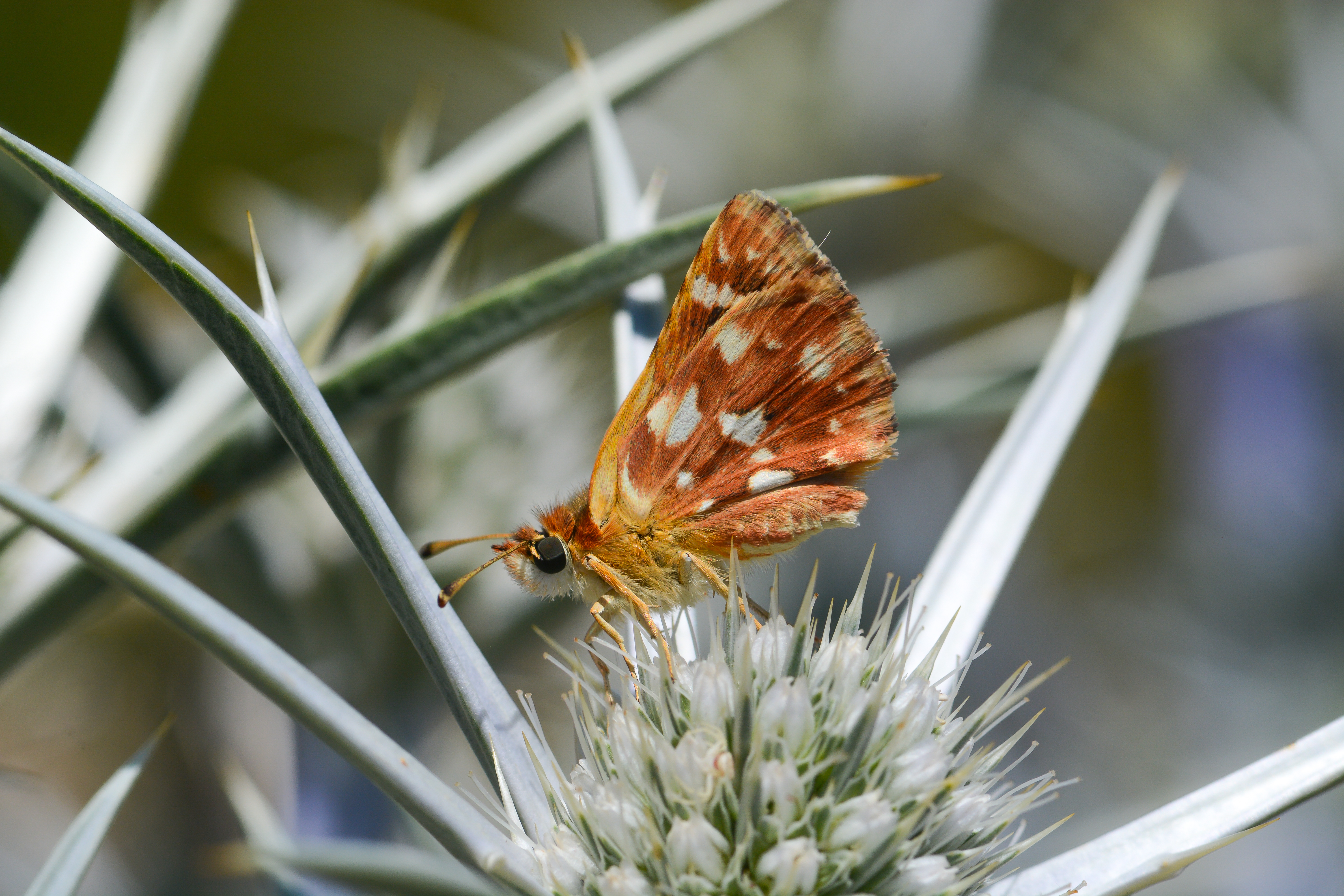 Spialia rosae butterfly photo