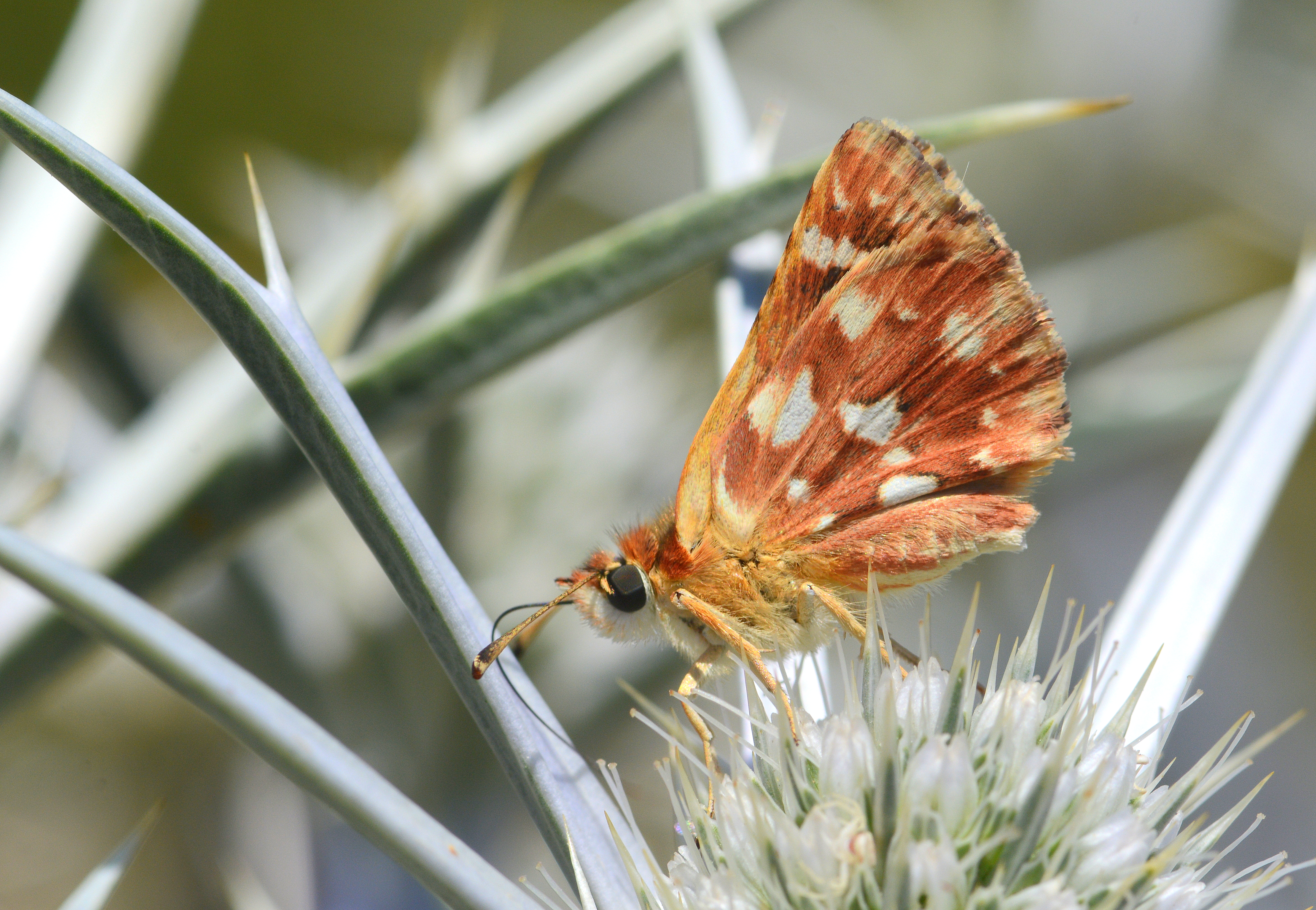Spialia rosae butterfly photo