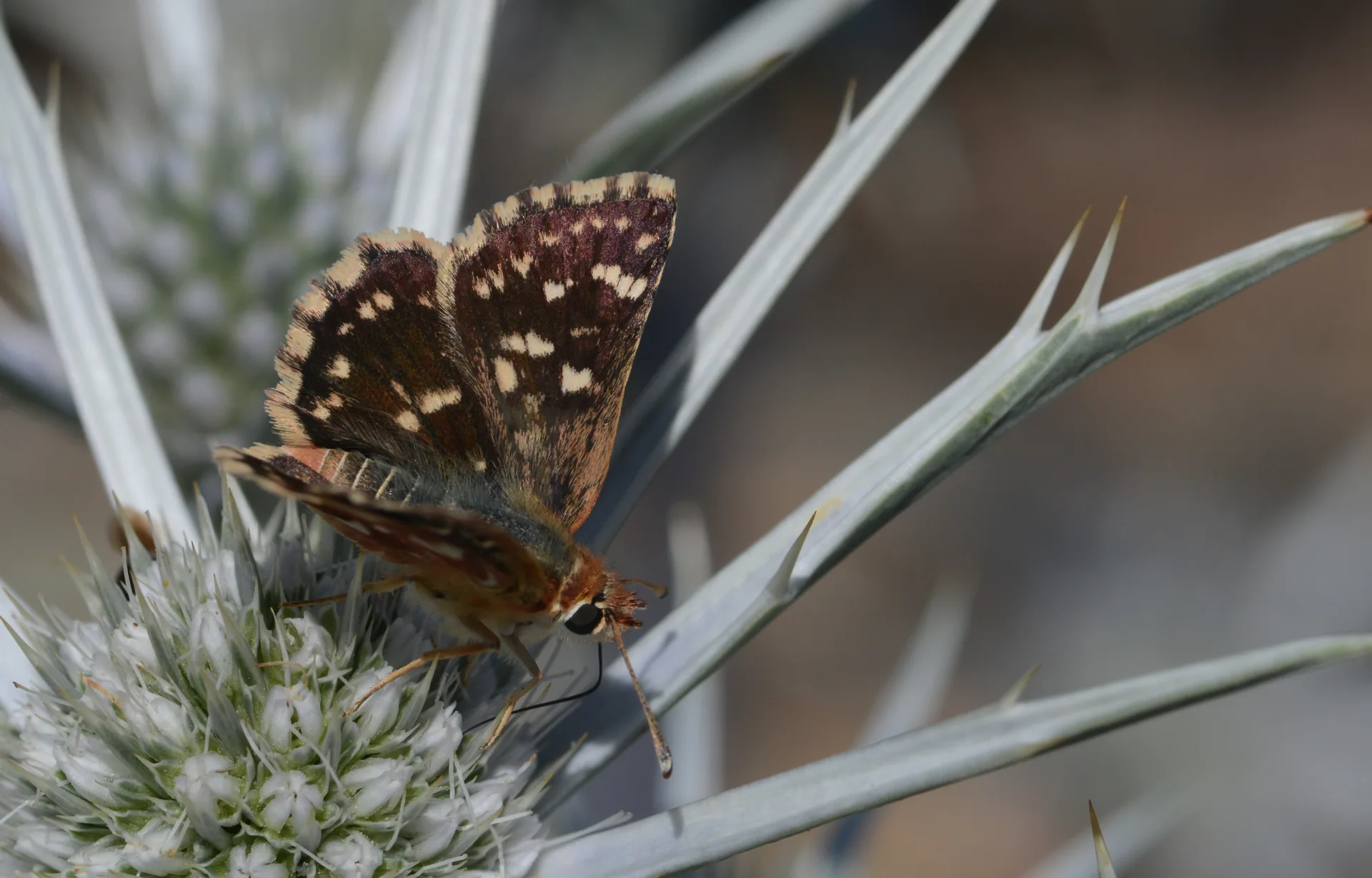 Spialia rosae butterfly photo
