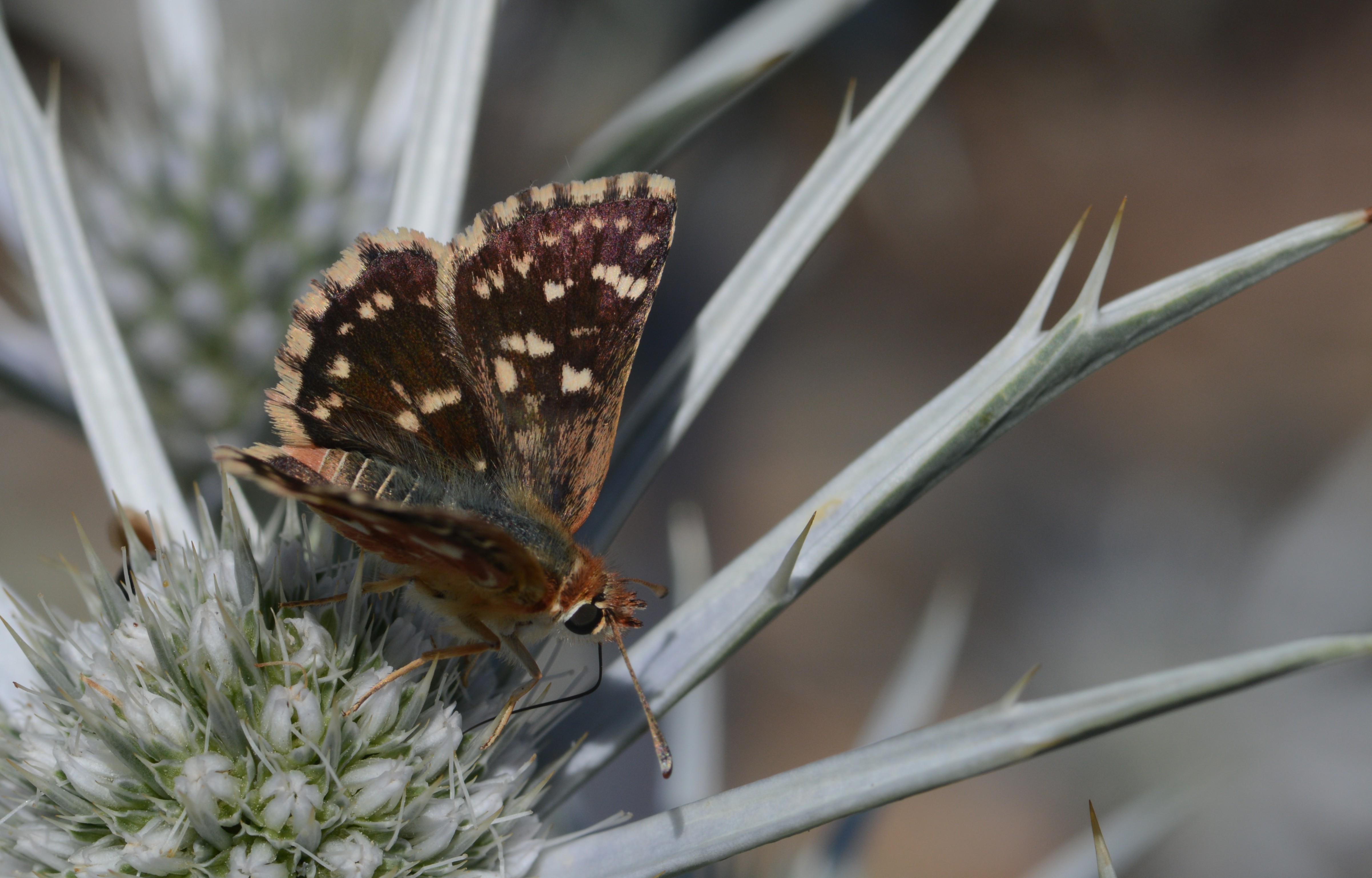 Spialia rosae butterfly photo