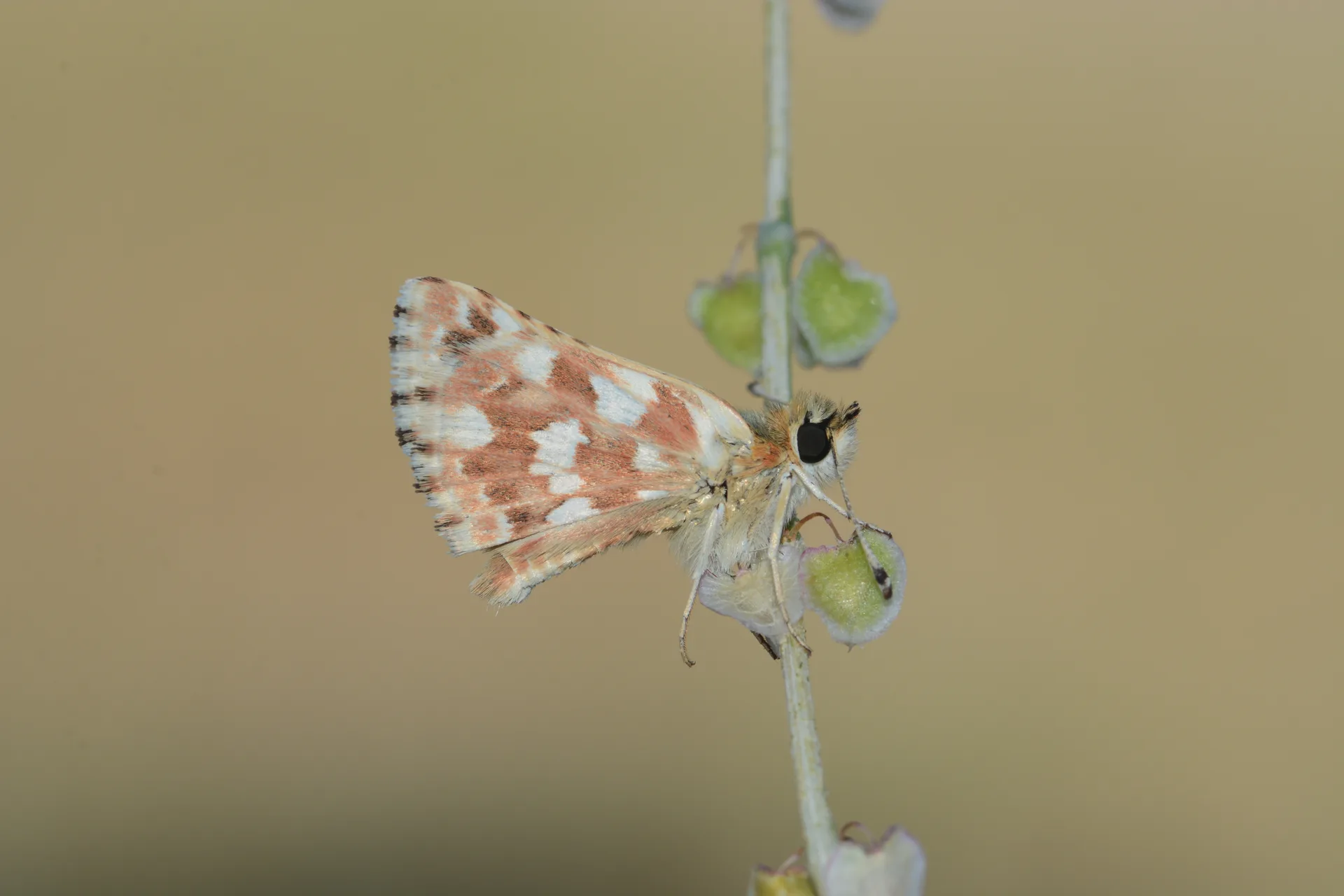 Spialia rosae butterfly photo