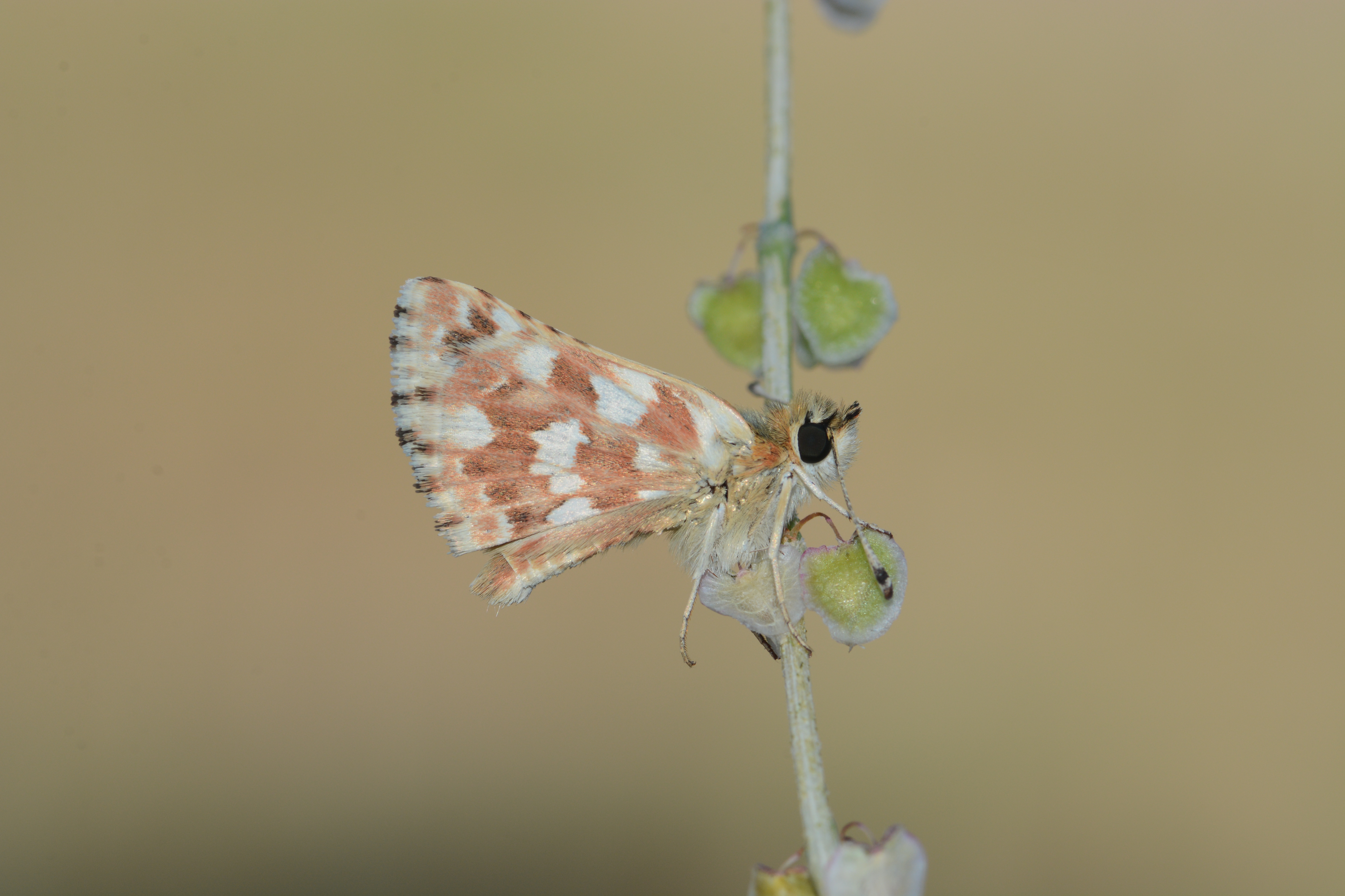 Spialia rosae butterfly photo