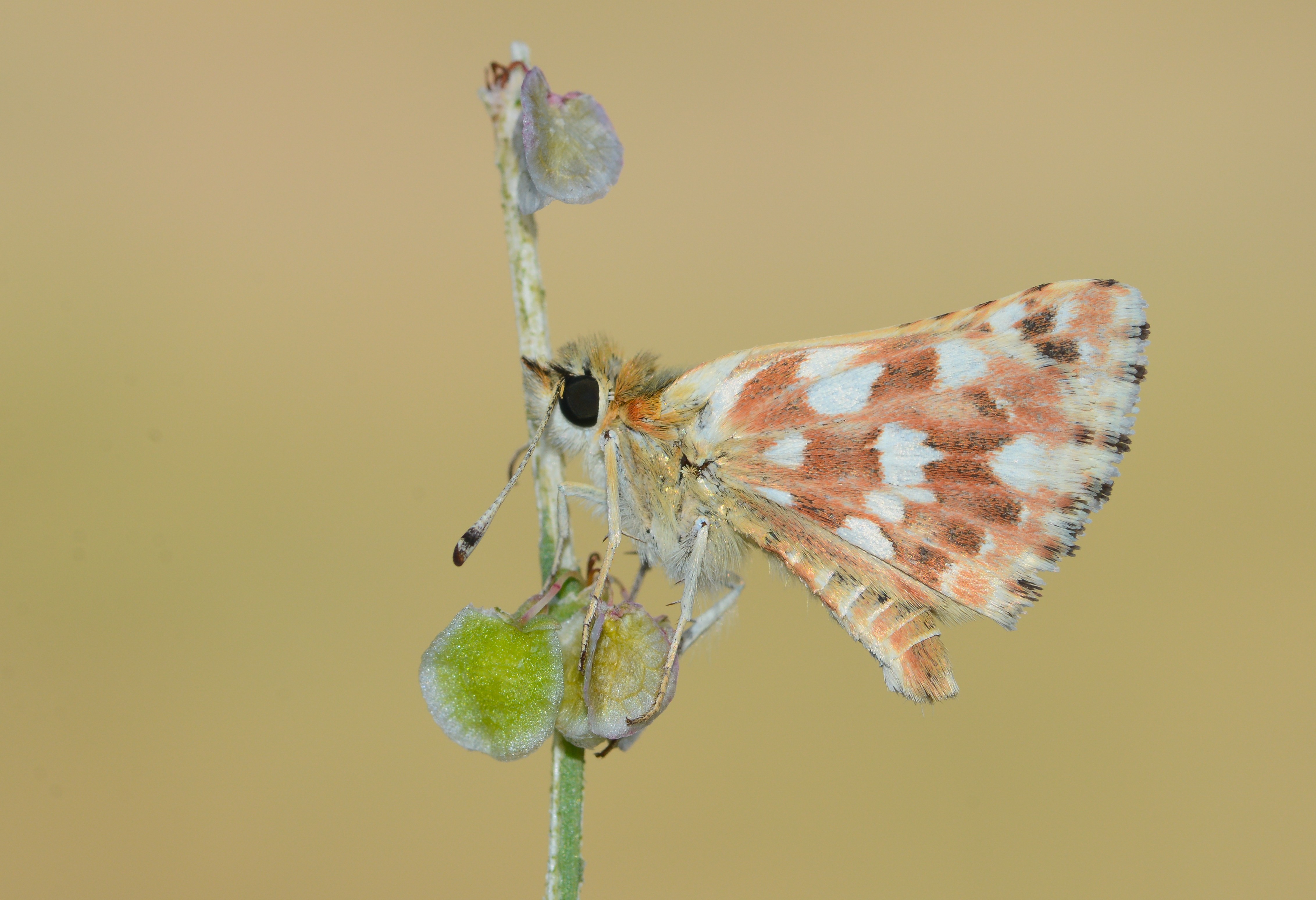 Spialia rosae butterfly photo