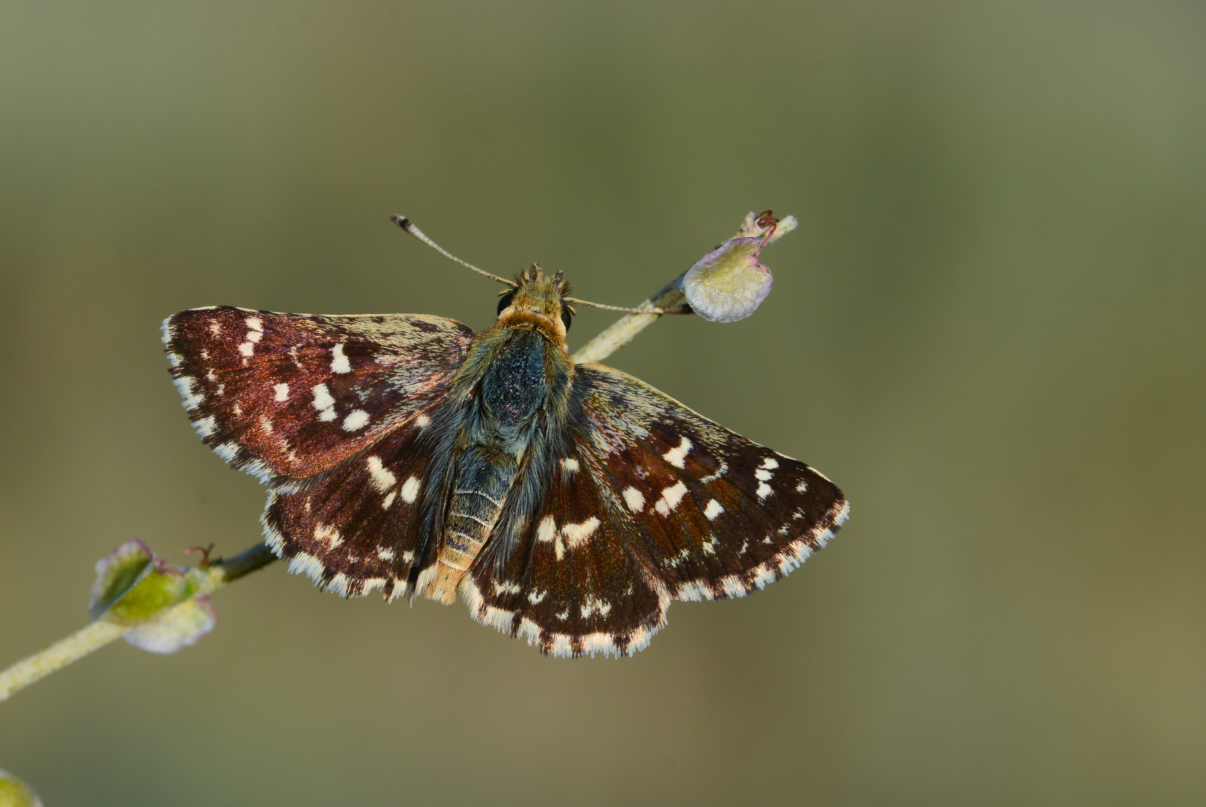 Spialia rosae butterfly photo