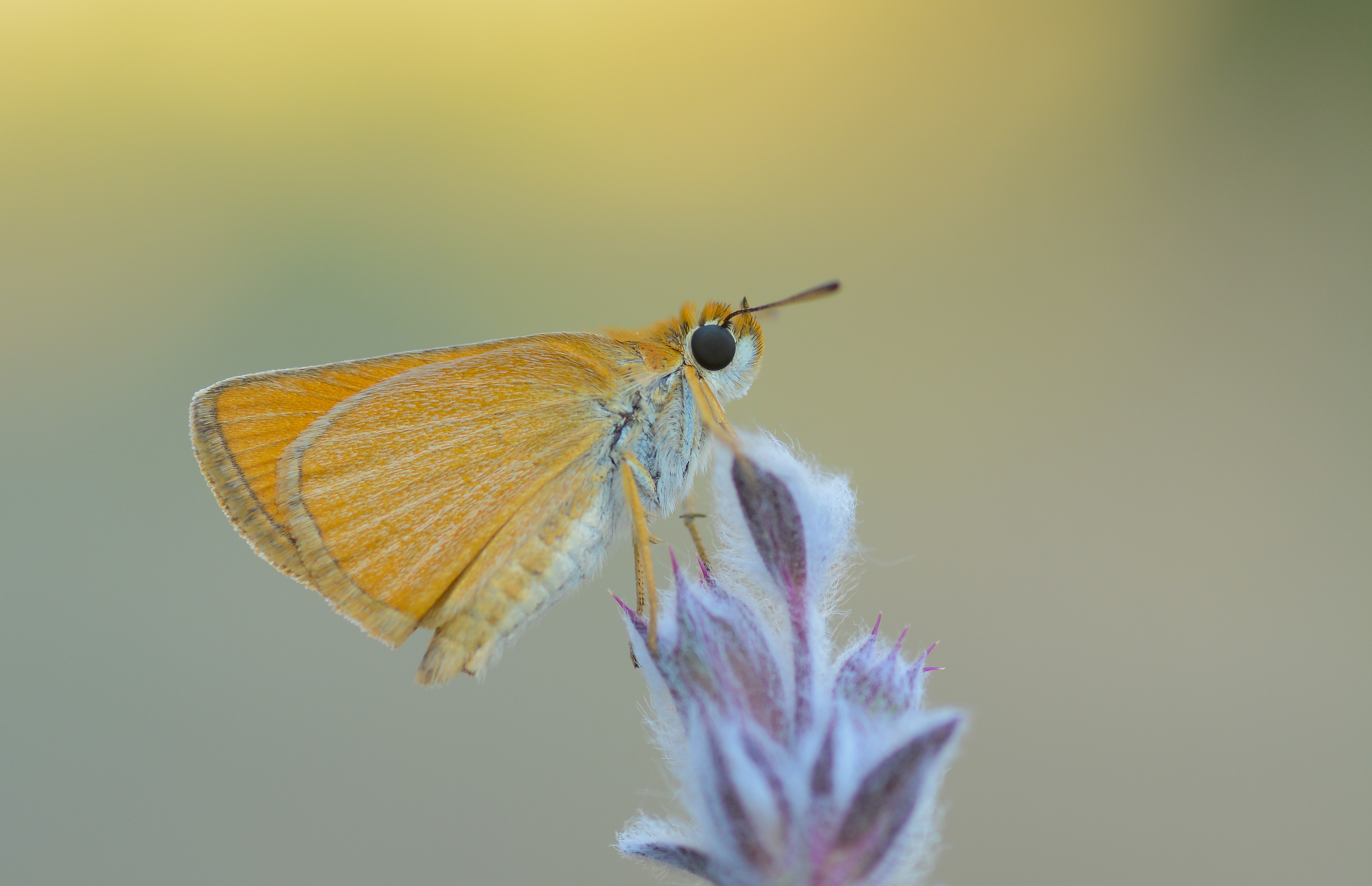 Thymelicus acteon (Sarı Lekeli Zıpzıp) butterfly photo
