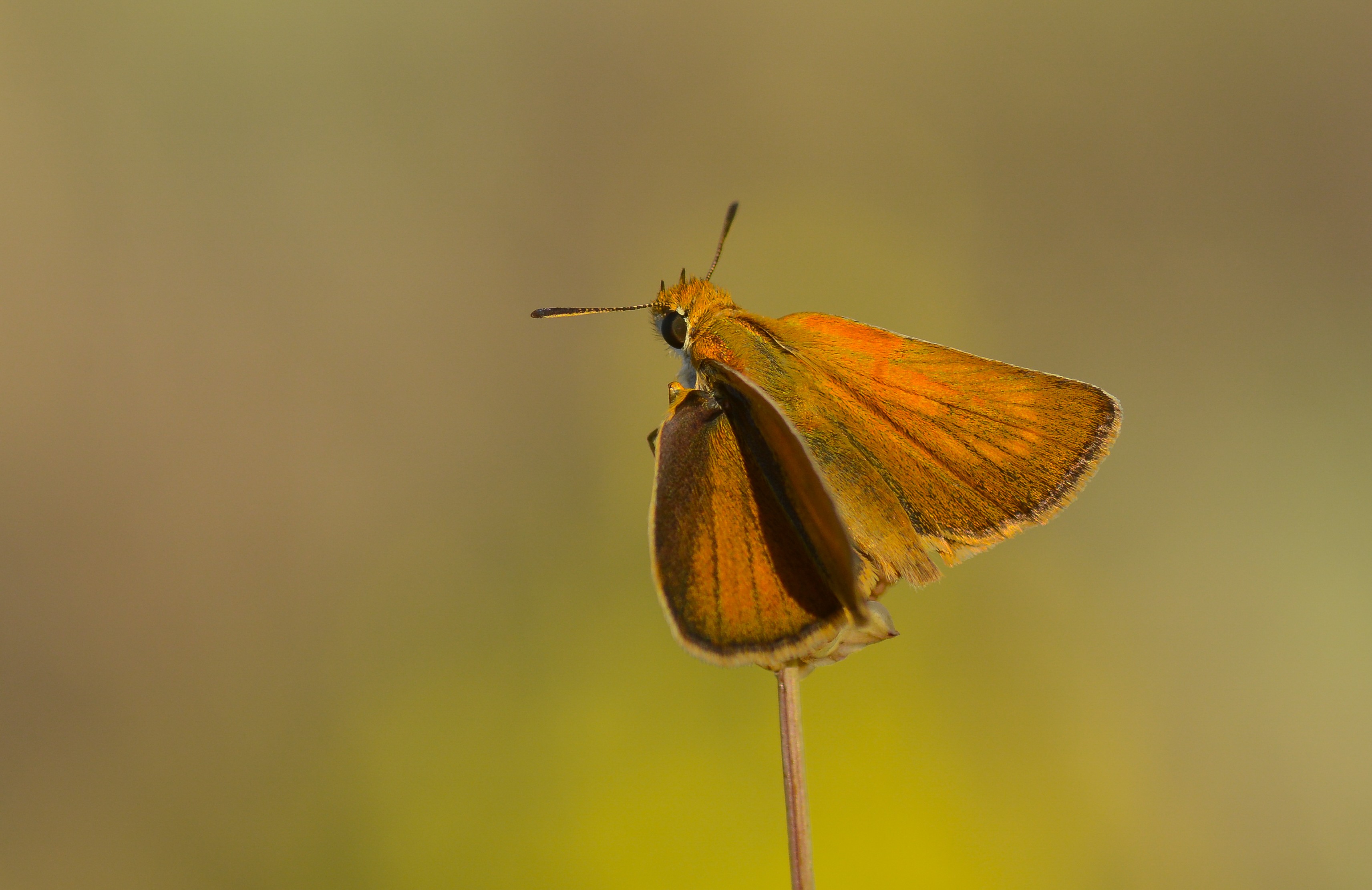 Thymelicus acteon (Sarı Lekeli Zıpzıp) butterfly photo
