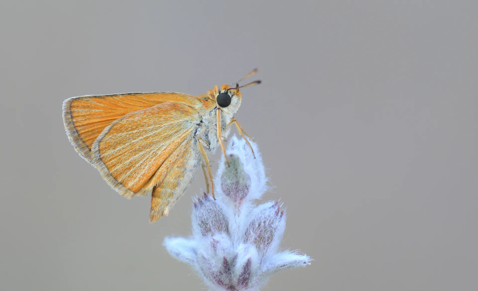 Thymelicus acteon (SarÄ± Lekeli ZÄ±pzÄ±p) butterfly photo