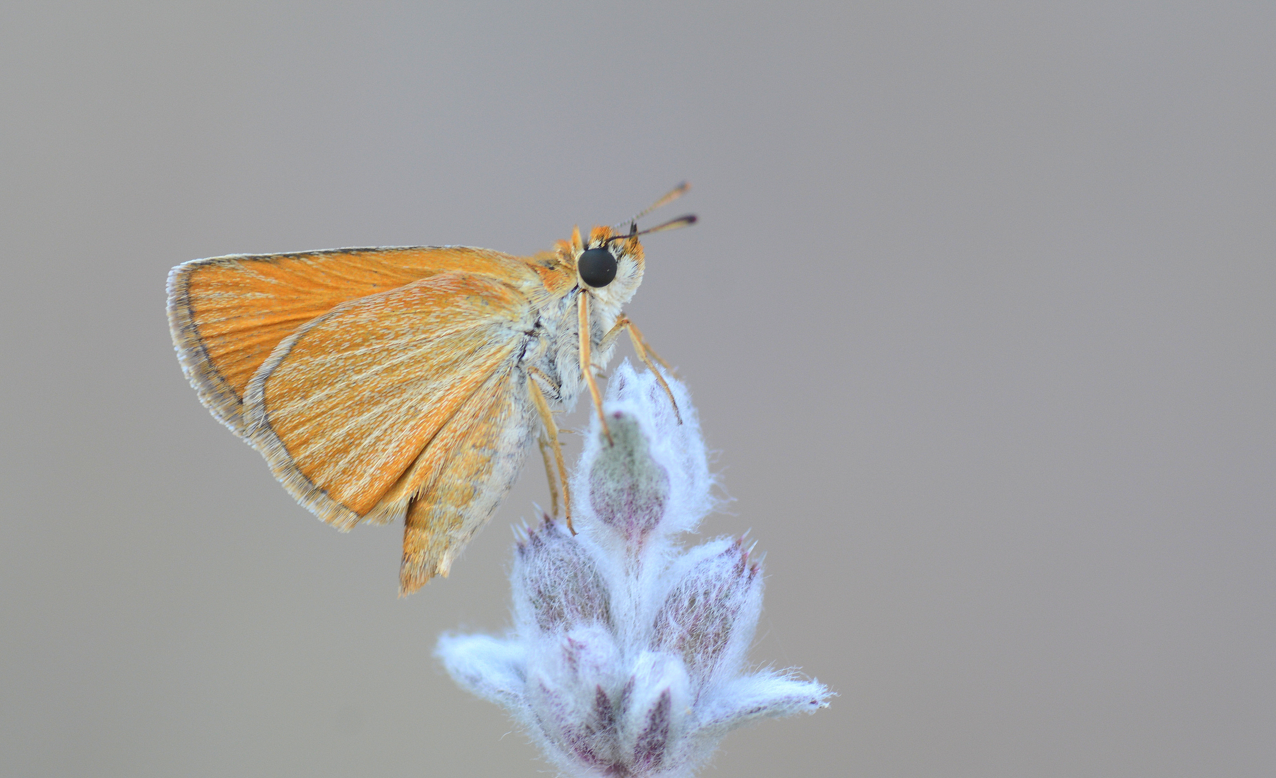 Thymelicus acteon (Sarı Lekeli Zıpzıp) butterfly photo
