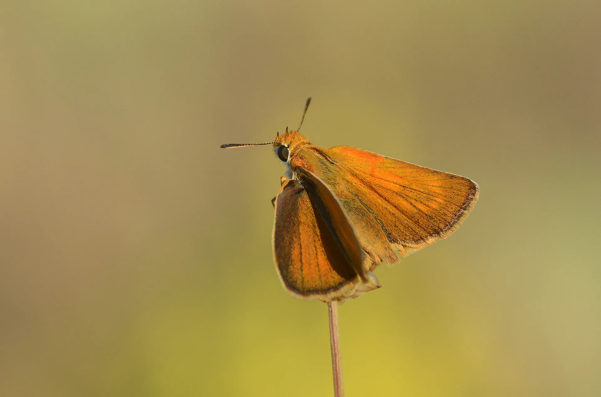 Thymelicus acteon (SarÄ± Lekeli ZÄ±pzÄ±p) butterfly photo