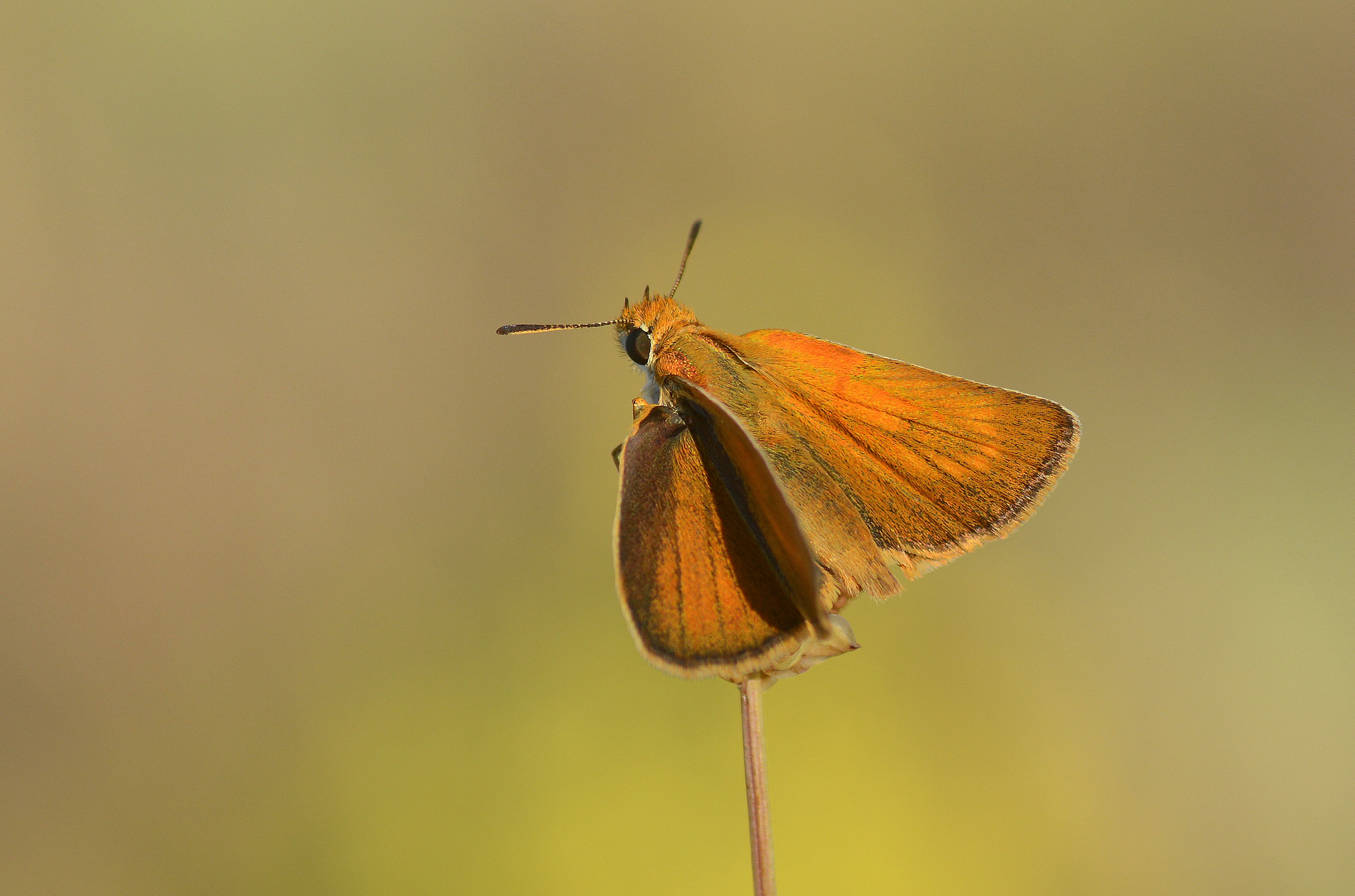 Thymelicus acteon (Sarı Lekeli Zıpzıp) butterfly photo