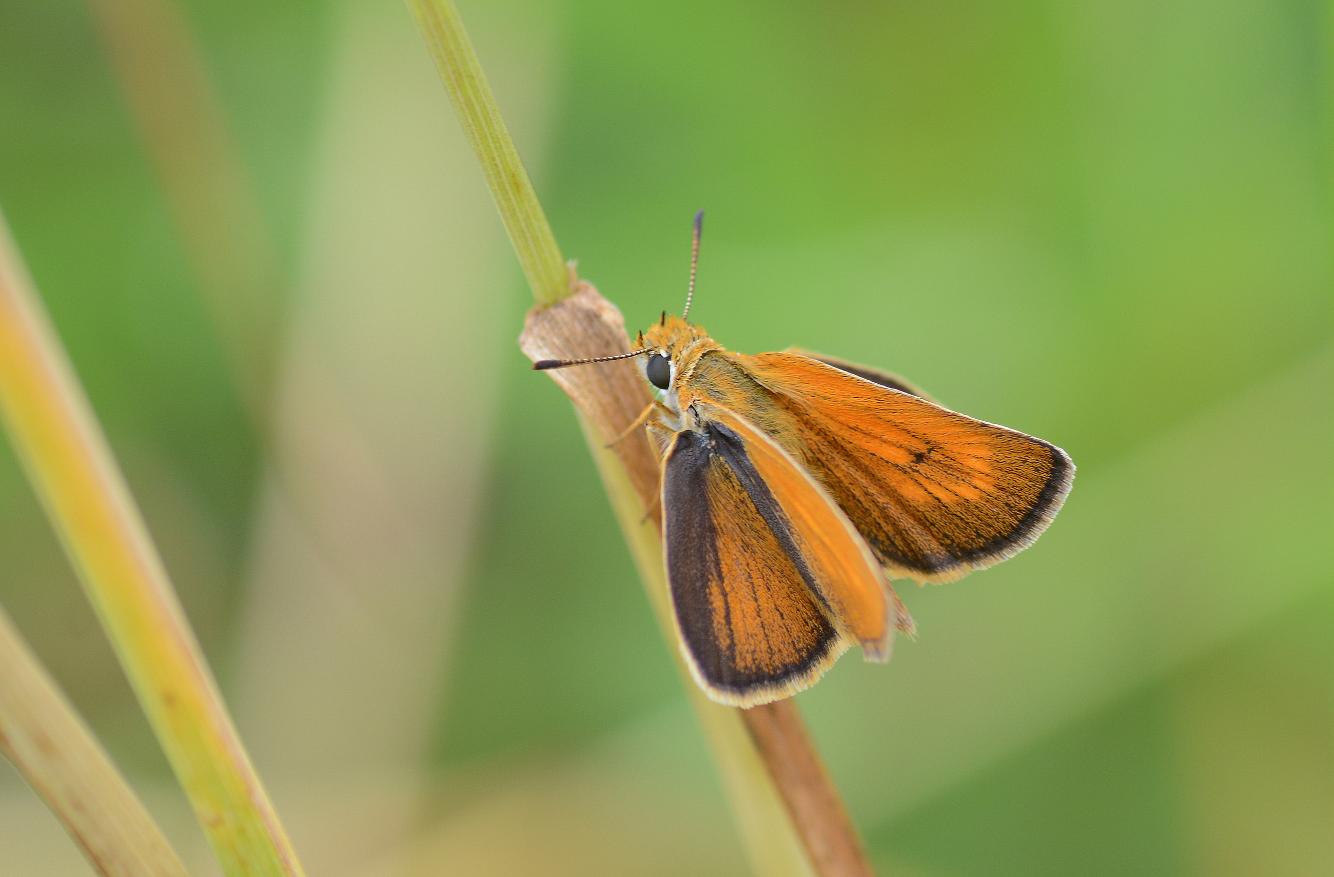 Thymelicus acteon (Sarı Lekeli Zıpzıp) butterfly photo