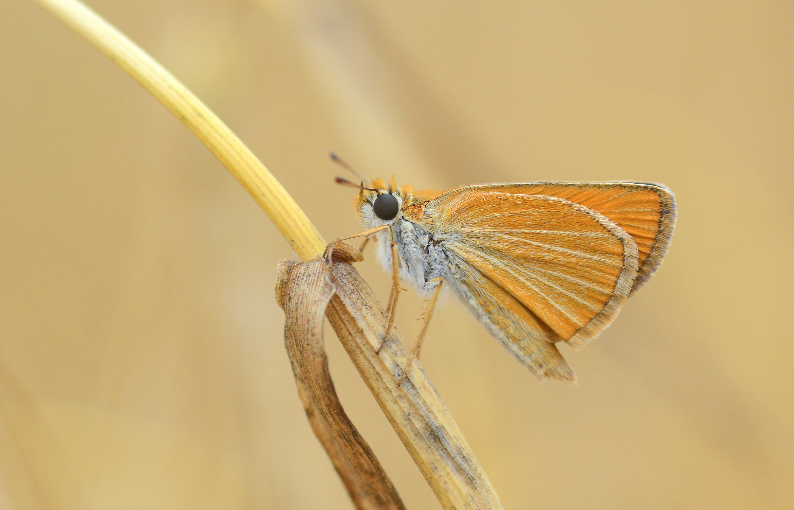 Thymelicus acteon (Sarı Lekeli Zıpzıp) butterfly photo