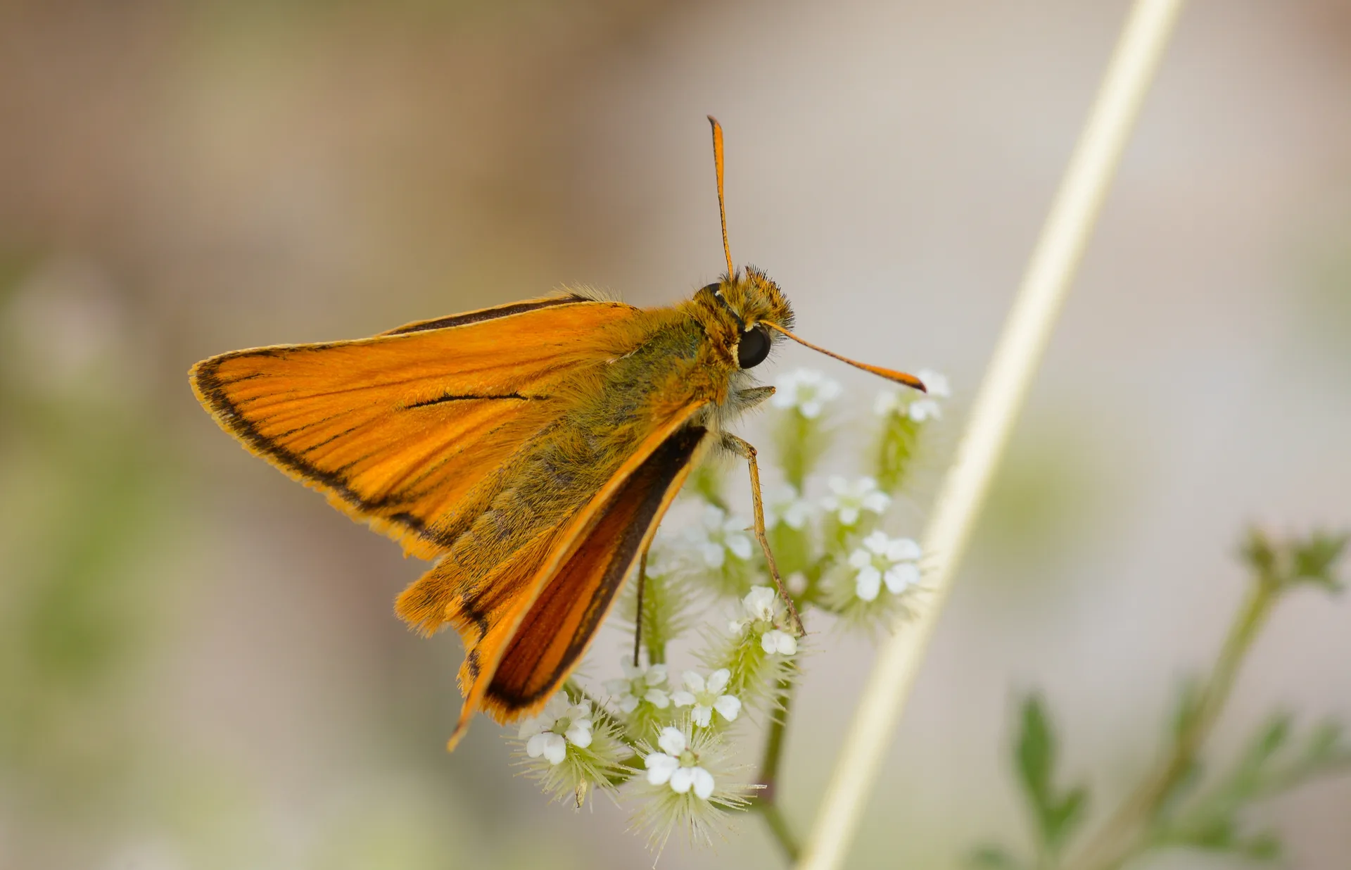 Thymelicus hyrax (Levantin ZÄ±pzÄ±pÄ±) butterfly photo