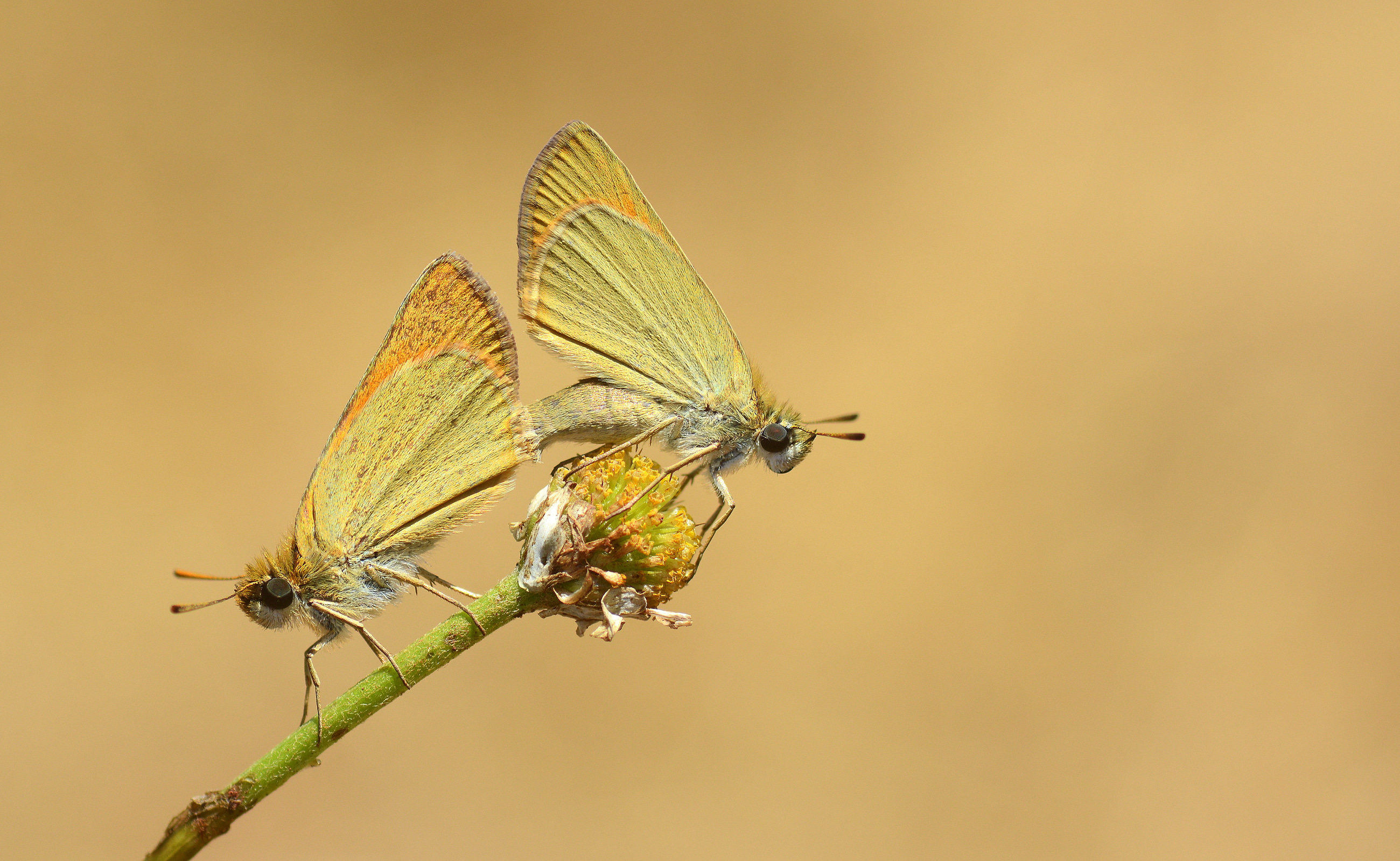 Thymelicus hyrax (Levantin Zıpzıpı) butterfly photo