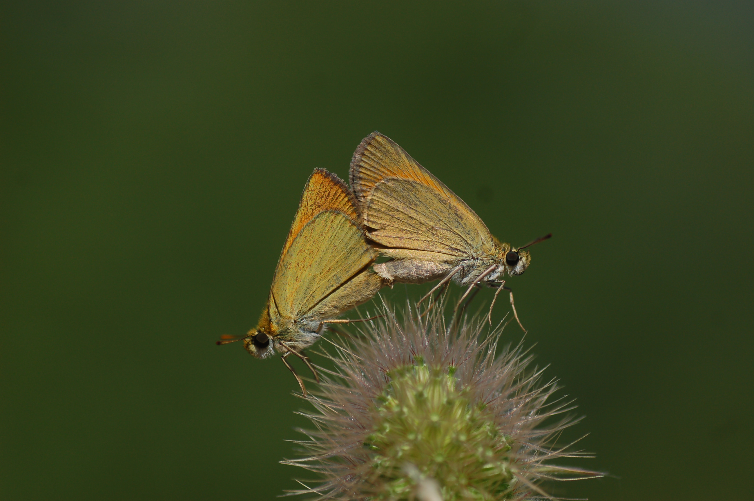 Thymelicus hyrax (Levantin Zıpzıpı) butterfly photo