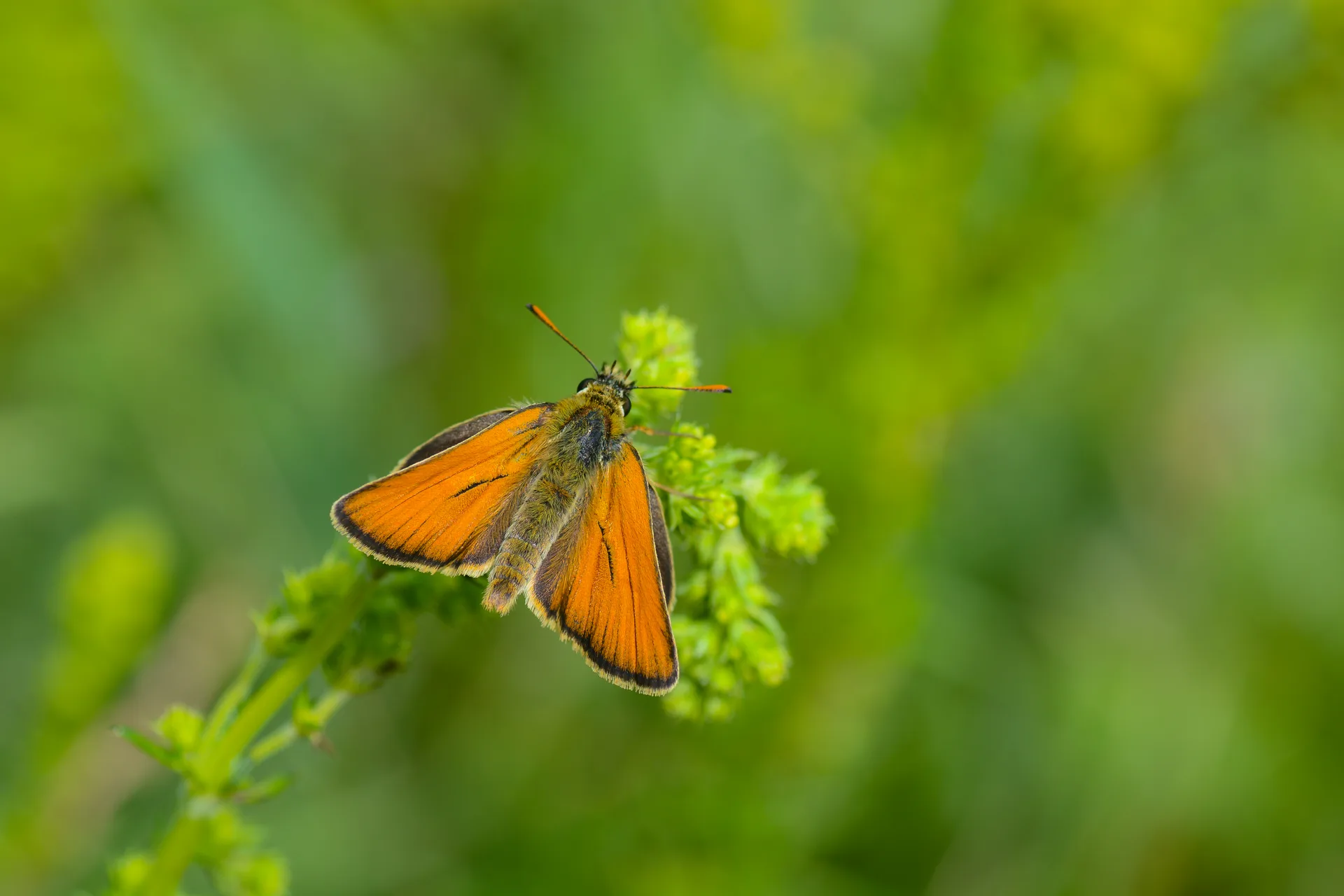 Thymelicus lineola butterfly photo