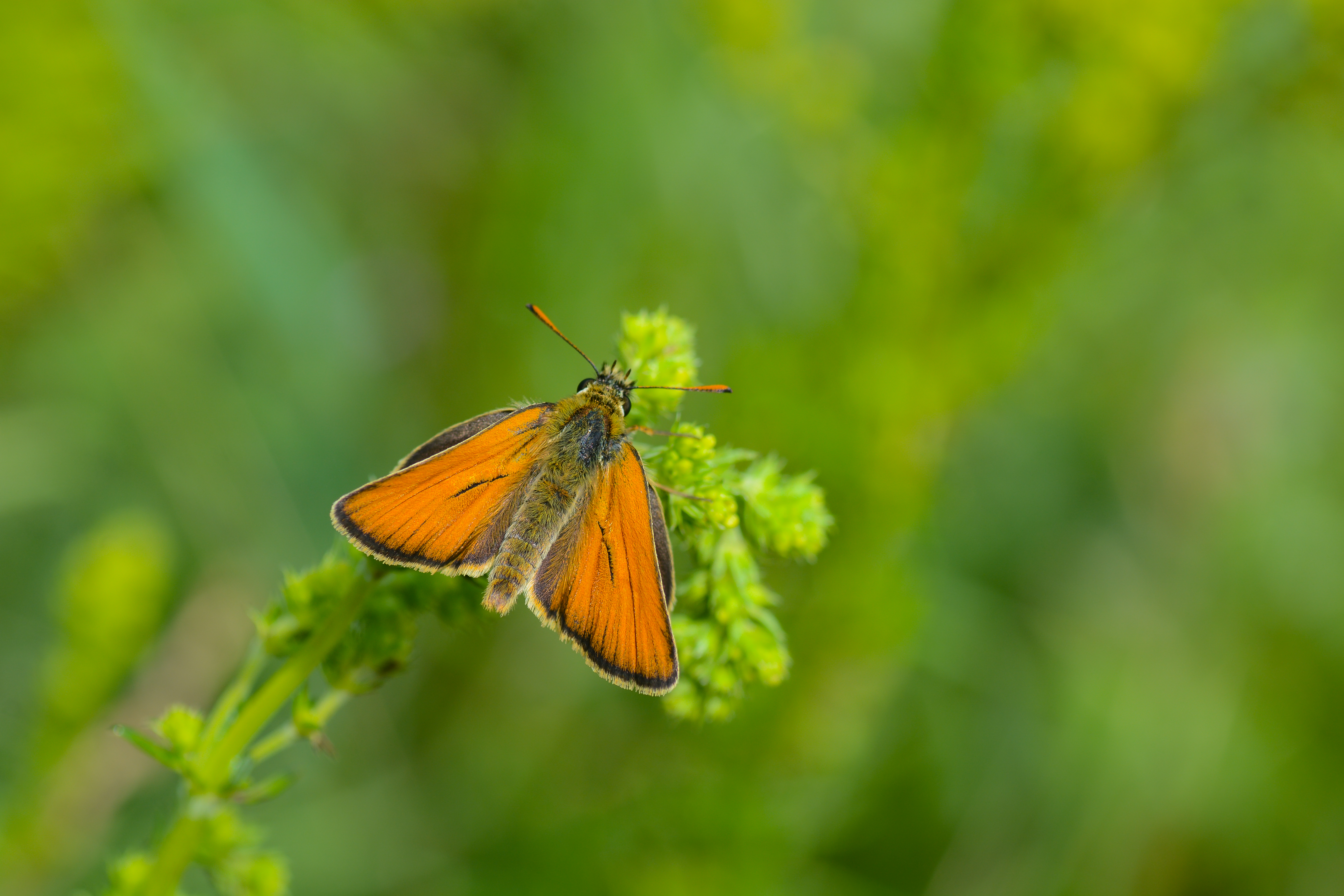 Thymelicus lineola butterfly photo