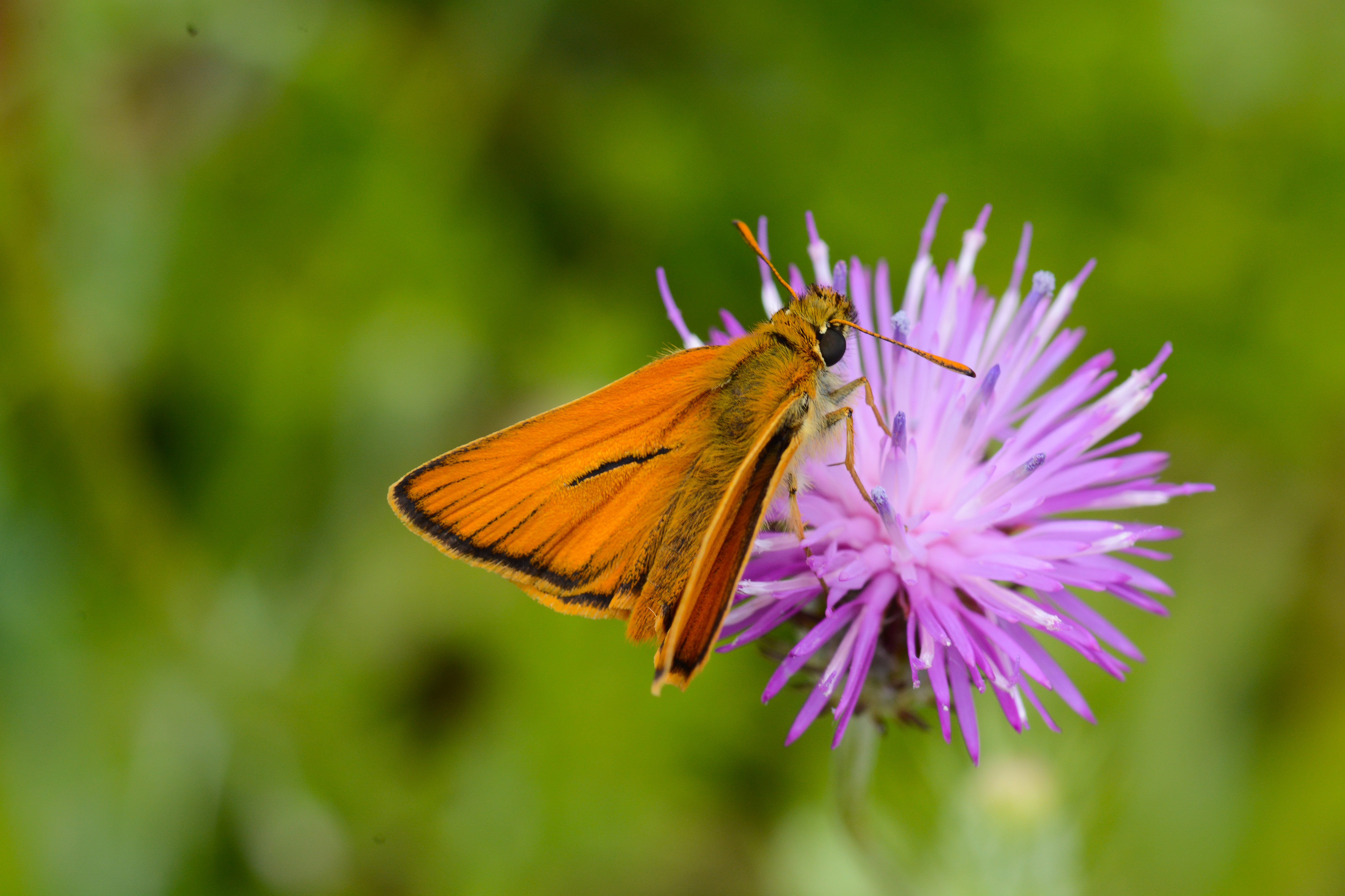 Thymelicus lineola butterfly photo