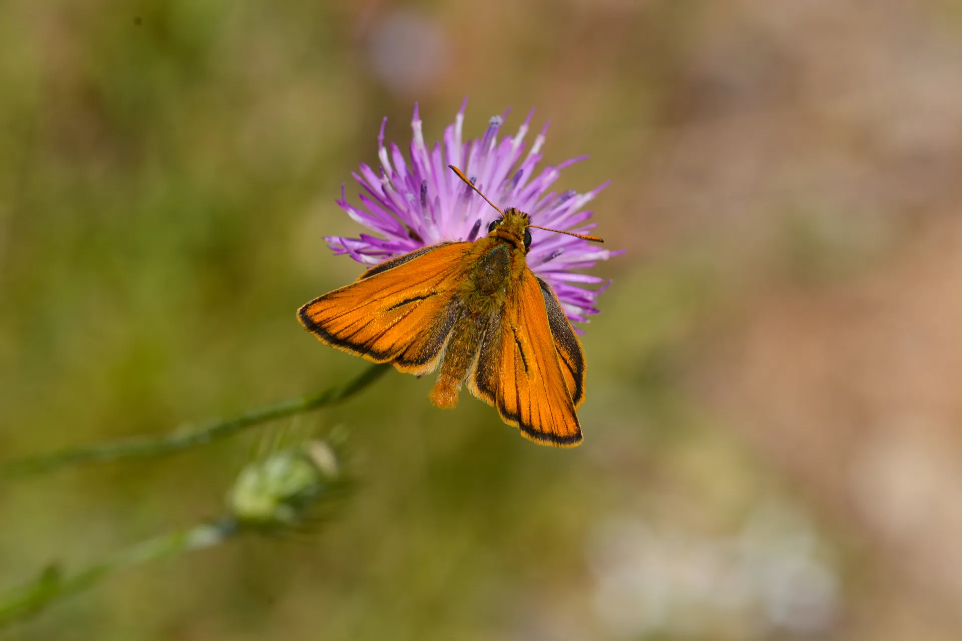 Thymelicus lineola butterfly photo