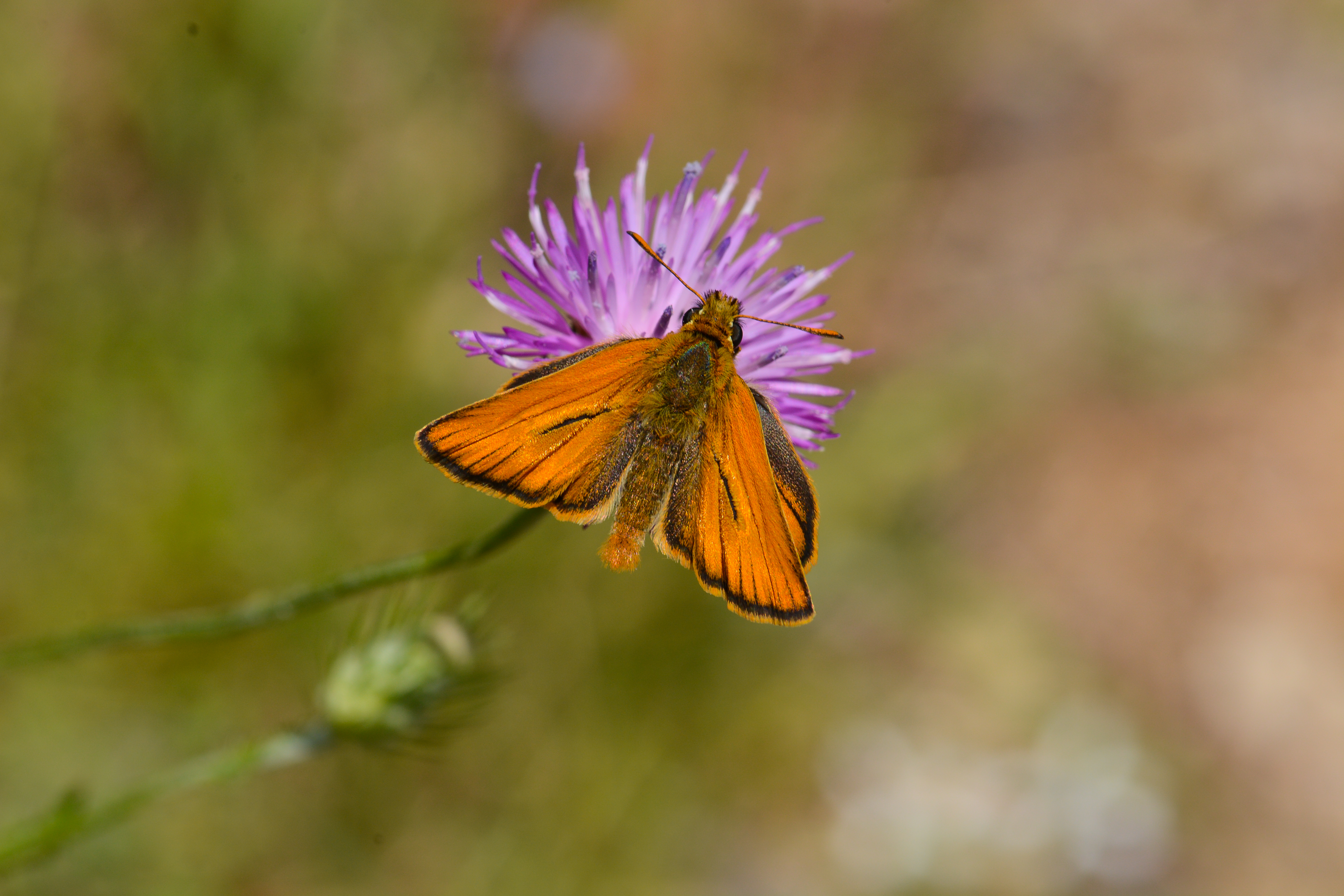 Thymelicus lineola butterfly photo