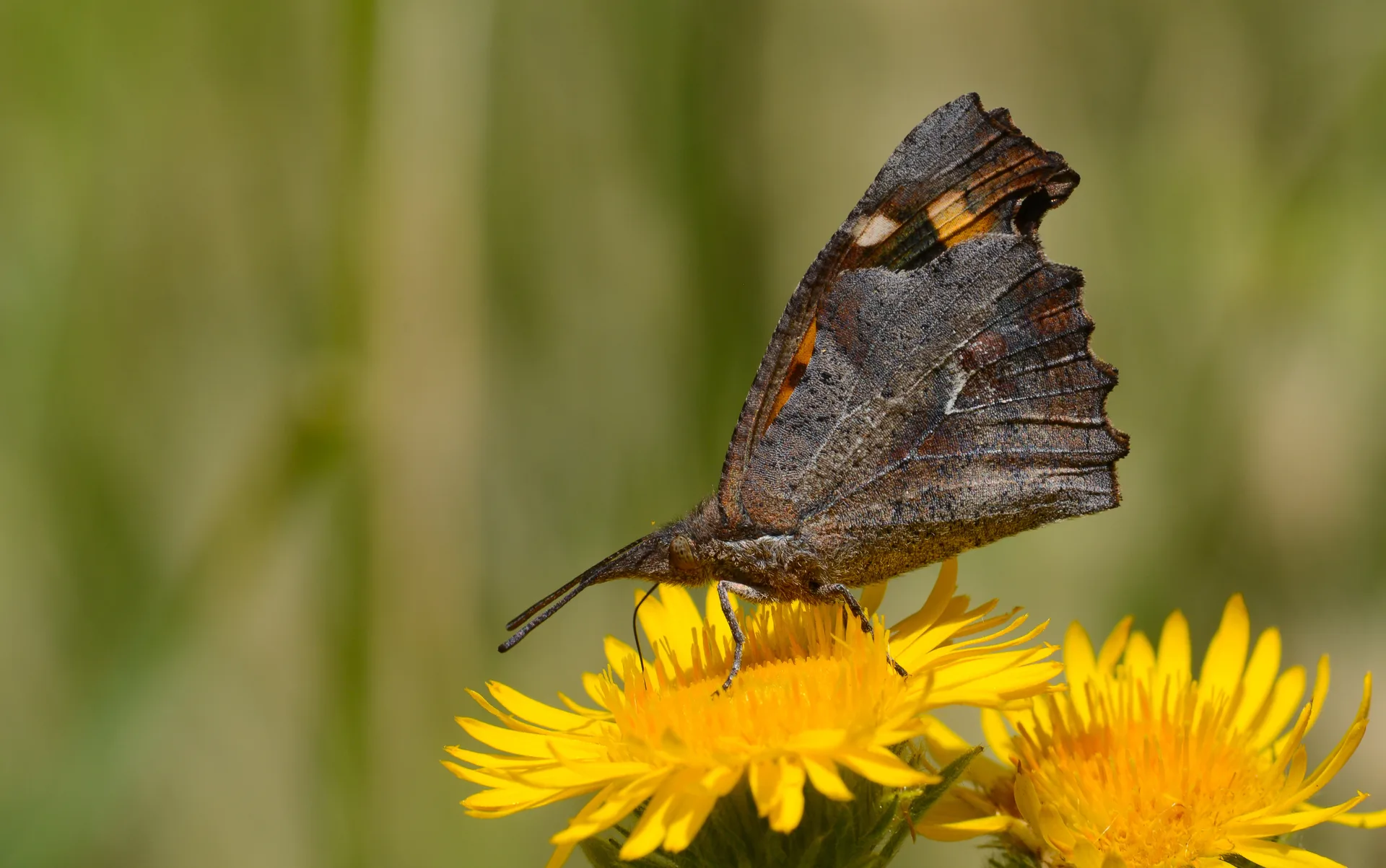 Libythea celtis (Çitlembikkelebeği) butterfly photo