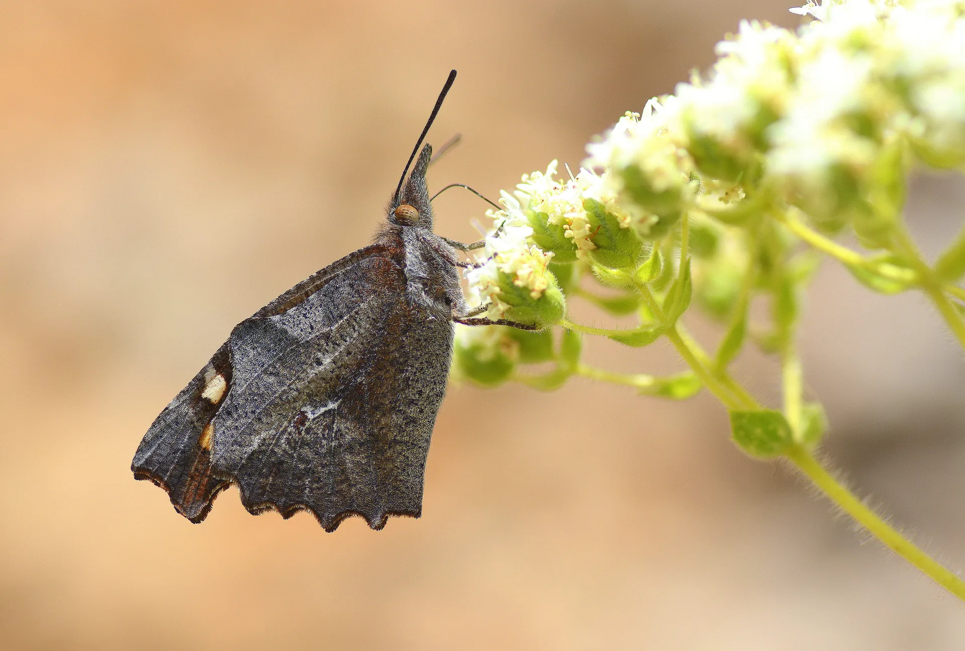 Libythea celtis (Ã‡itlembikkelebeÄŸi) butterfly photo