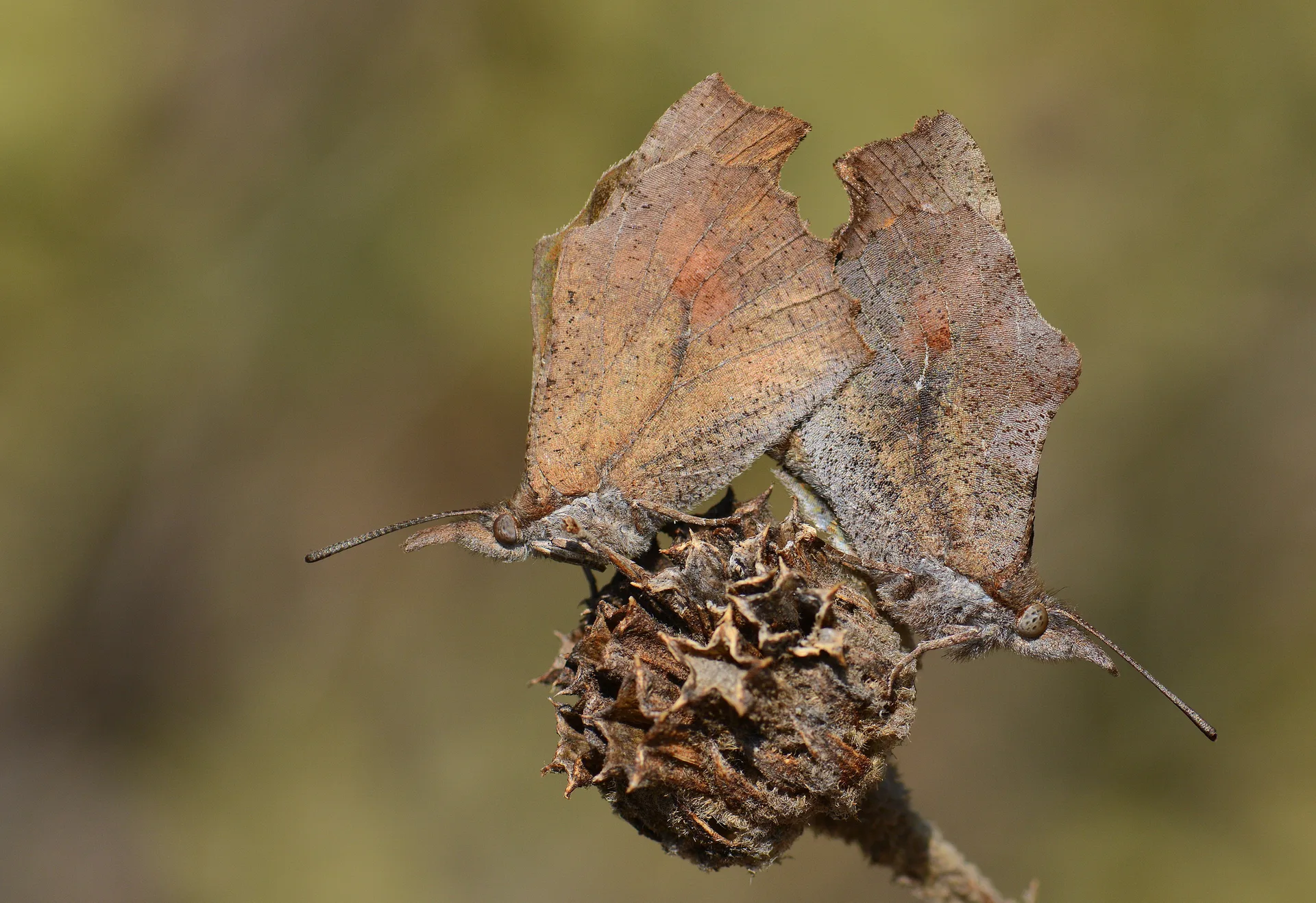 Libythea celtis (Ã‡itlembikkelebeÄŸi) butterfly photo