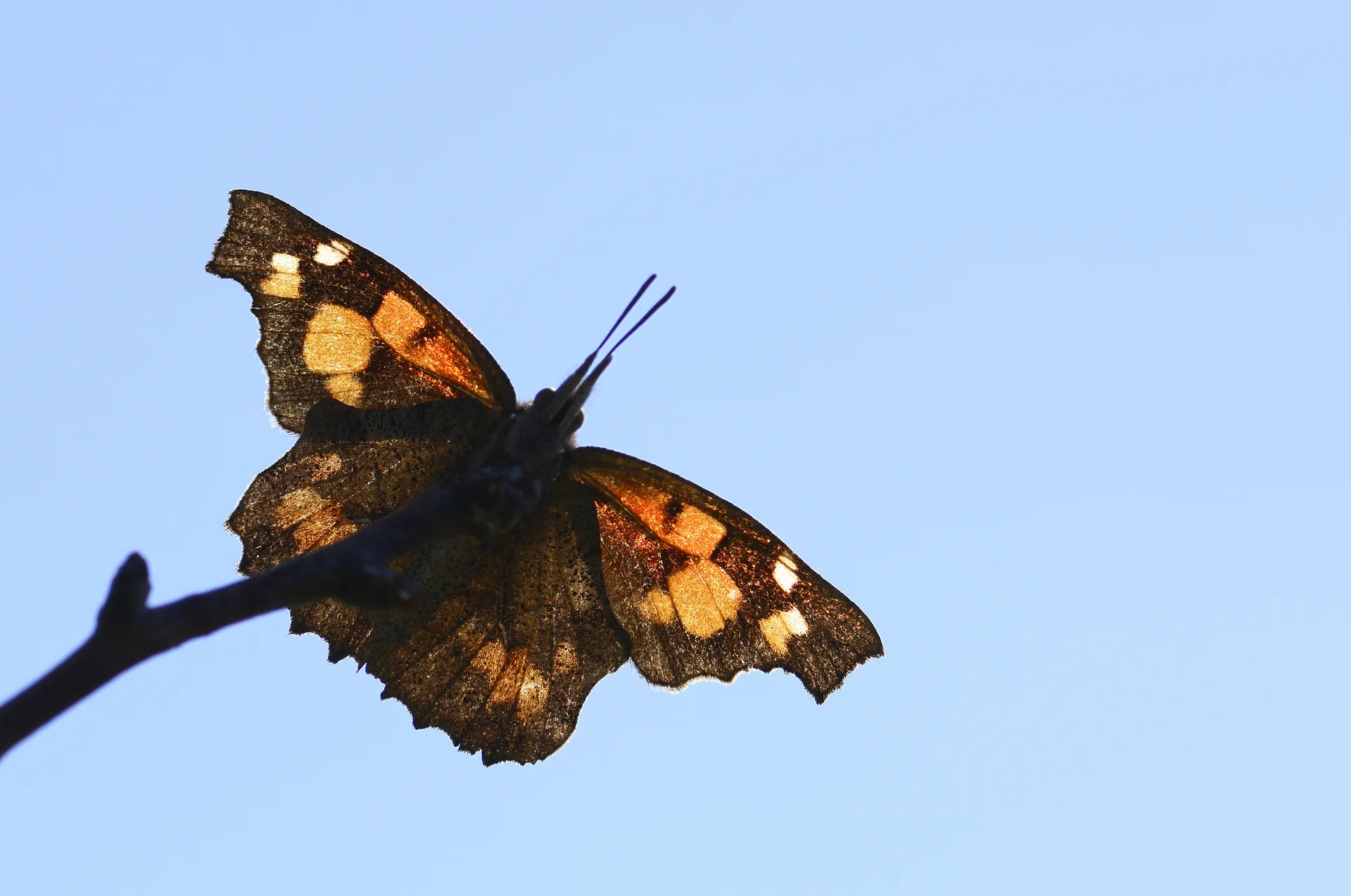Libythea celtis (Ã‡itlembikkelebeÄŸi) butterfly photo