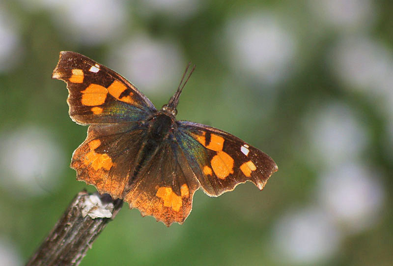 Libythea celtis (Çitlembikkelebeği) butterfly photo