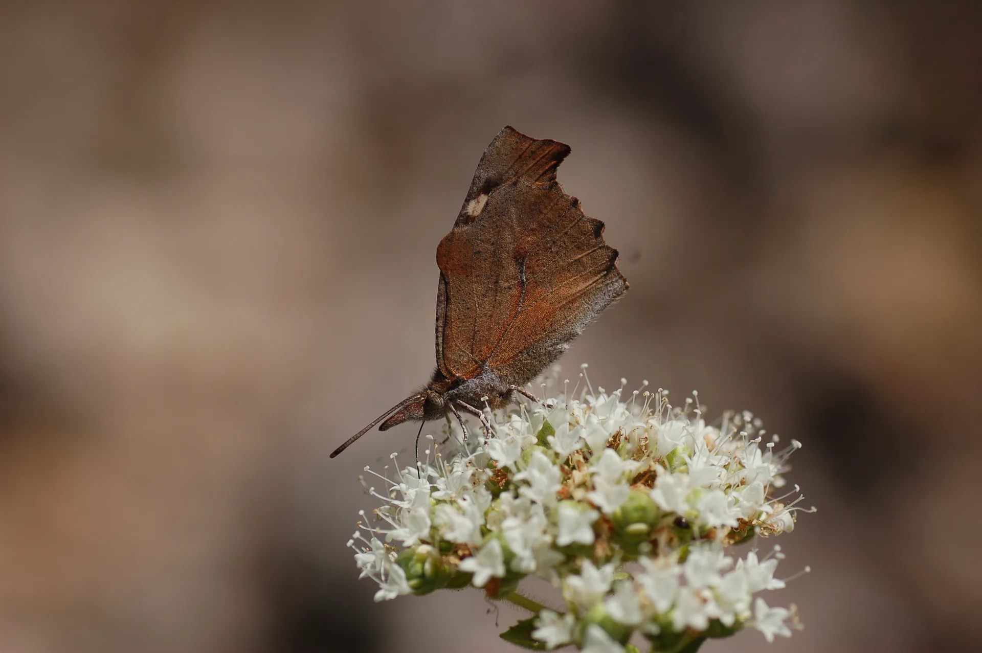 Libythea celtis (Ã‡itlembikkelebeÄŸi) butterfly photo