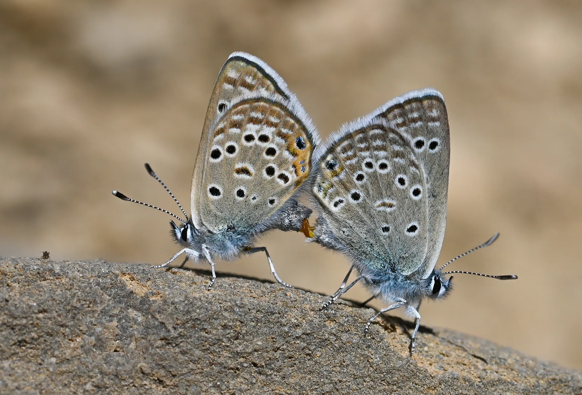 Afarsia morgiana (İran Çokgözlüsü) butterfly photo