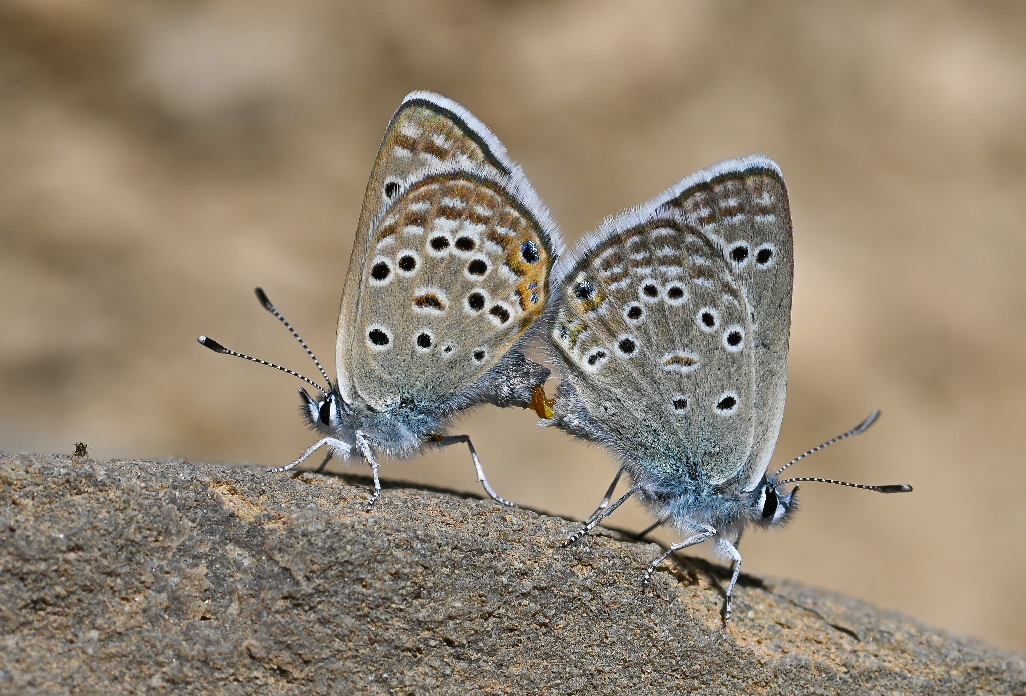 Afarsia morgiana (İran Çokgözlüsü) butterfly photo